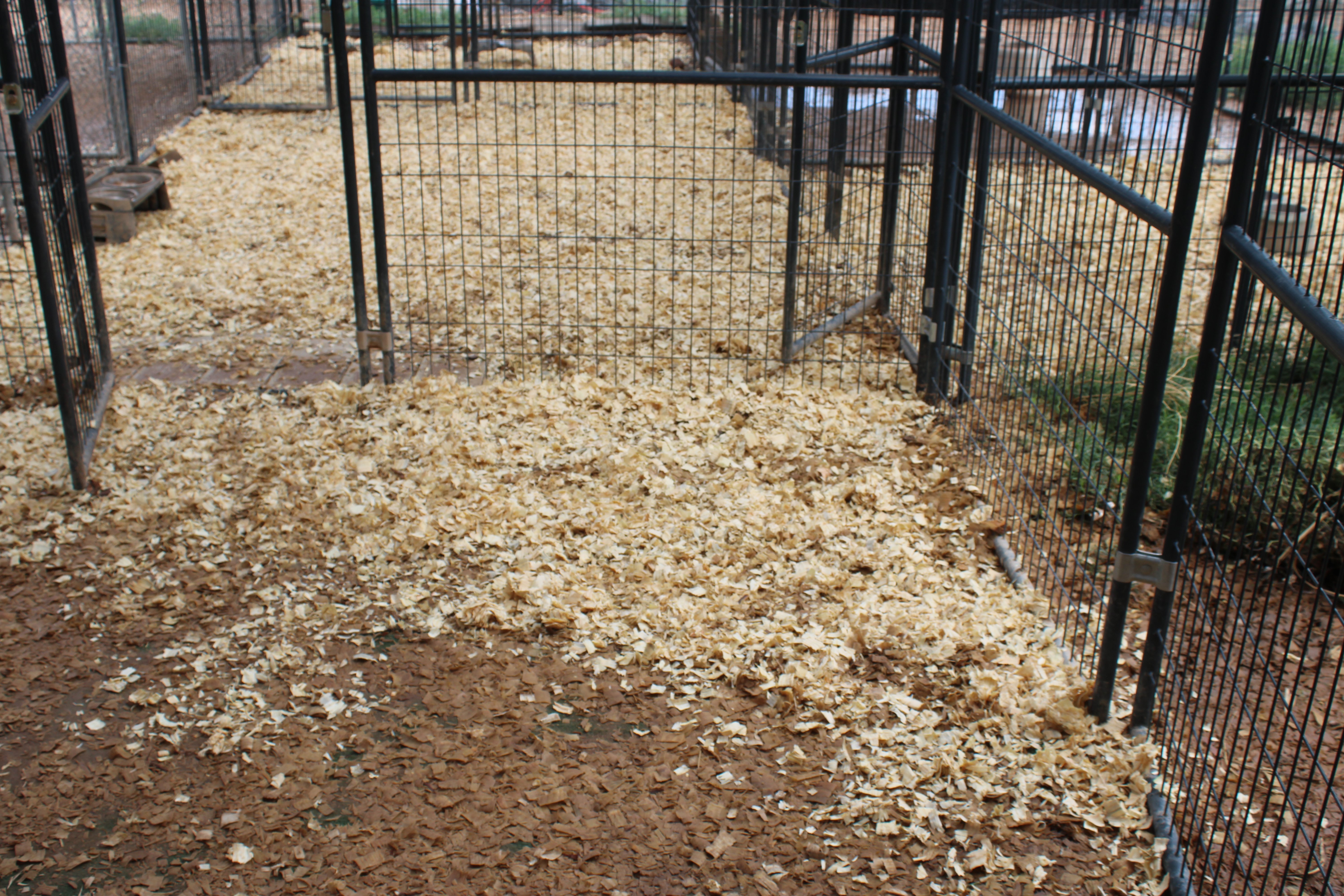 Rising platforms to keep the dogs safe from flooding water campaign photo, 6 of 8