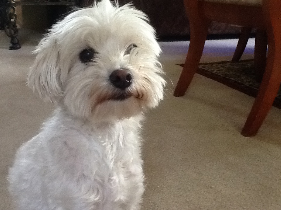 Help Mimi Get Urgent Vet Care campaign photo, 4 of 5
