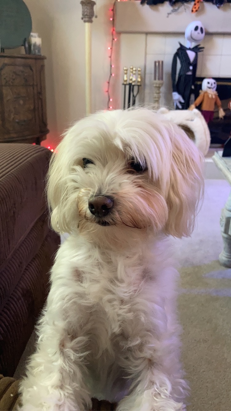 Help Mimi Get Urgent Vet Care campaign photo, 2 of 5