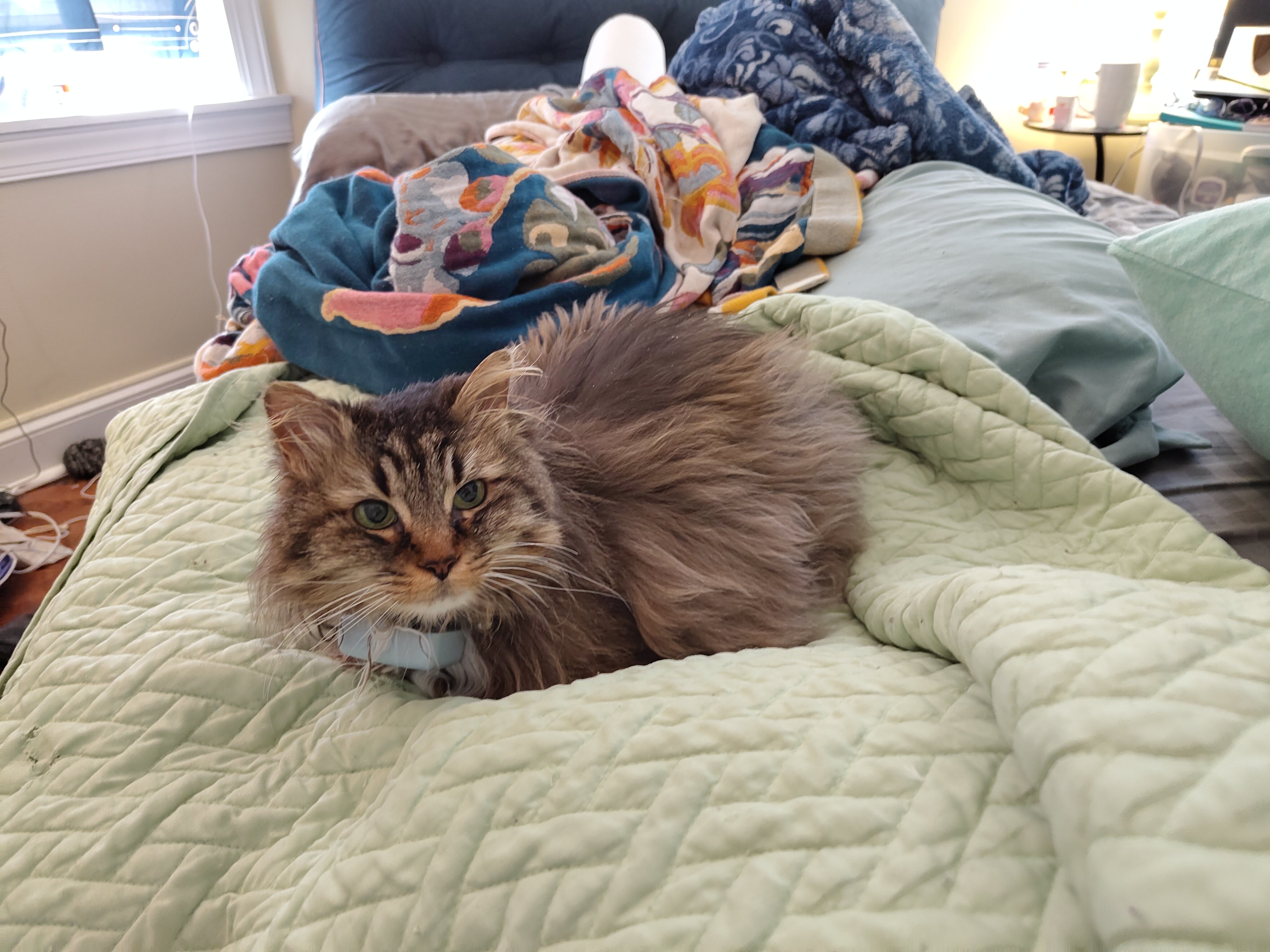 Please help with Goldie's vet bills! campaign photo, 5 of 6
