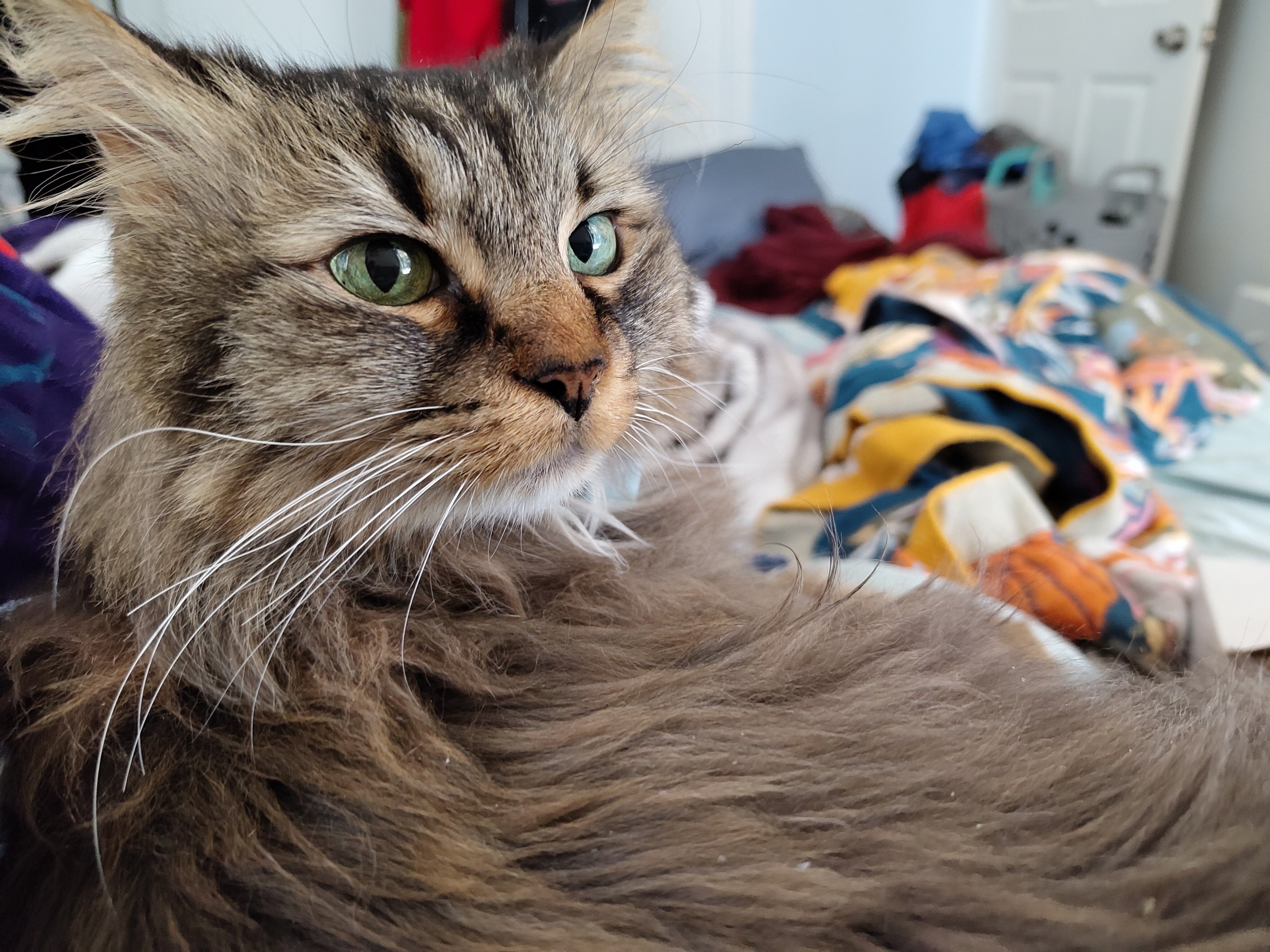 Please help with Goldie's vet bills! campaign photo, 2 of 6