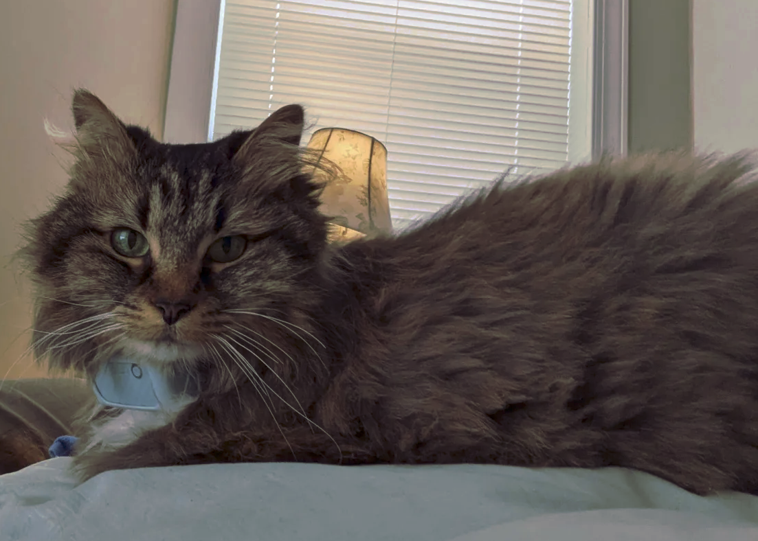 Please help with Goldie's vet bills! campaign photo, 4 of 6
