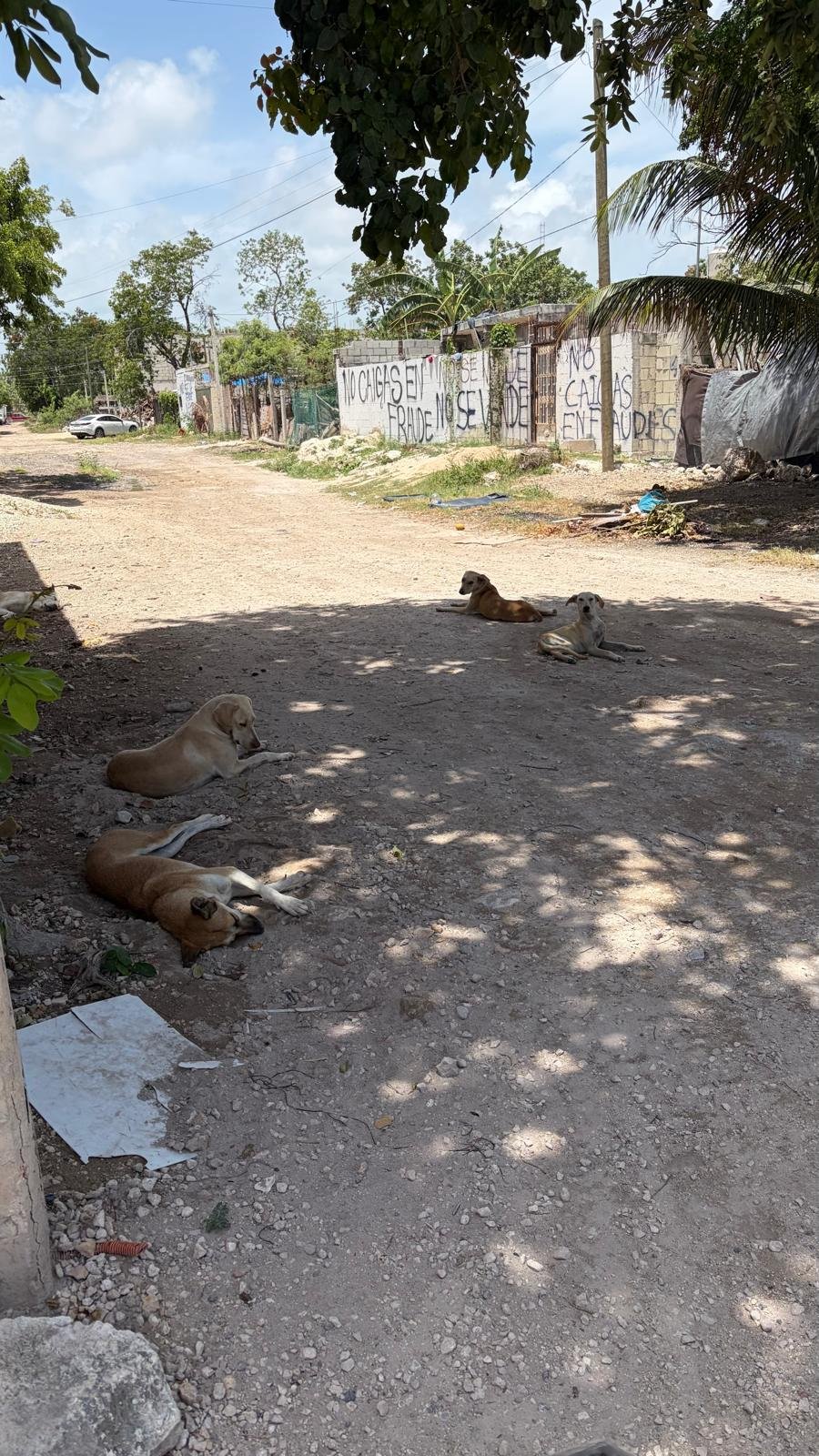 Help Me Save the Tulum Dogs.. Luna Needs Surgery ❤️ campaign photo, 5 of 6
