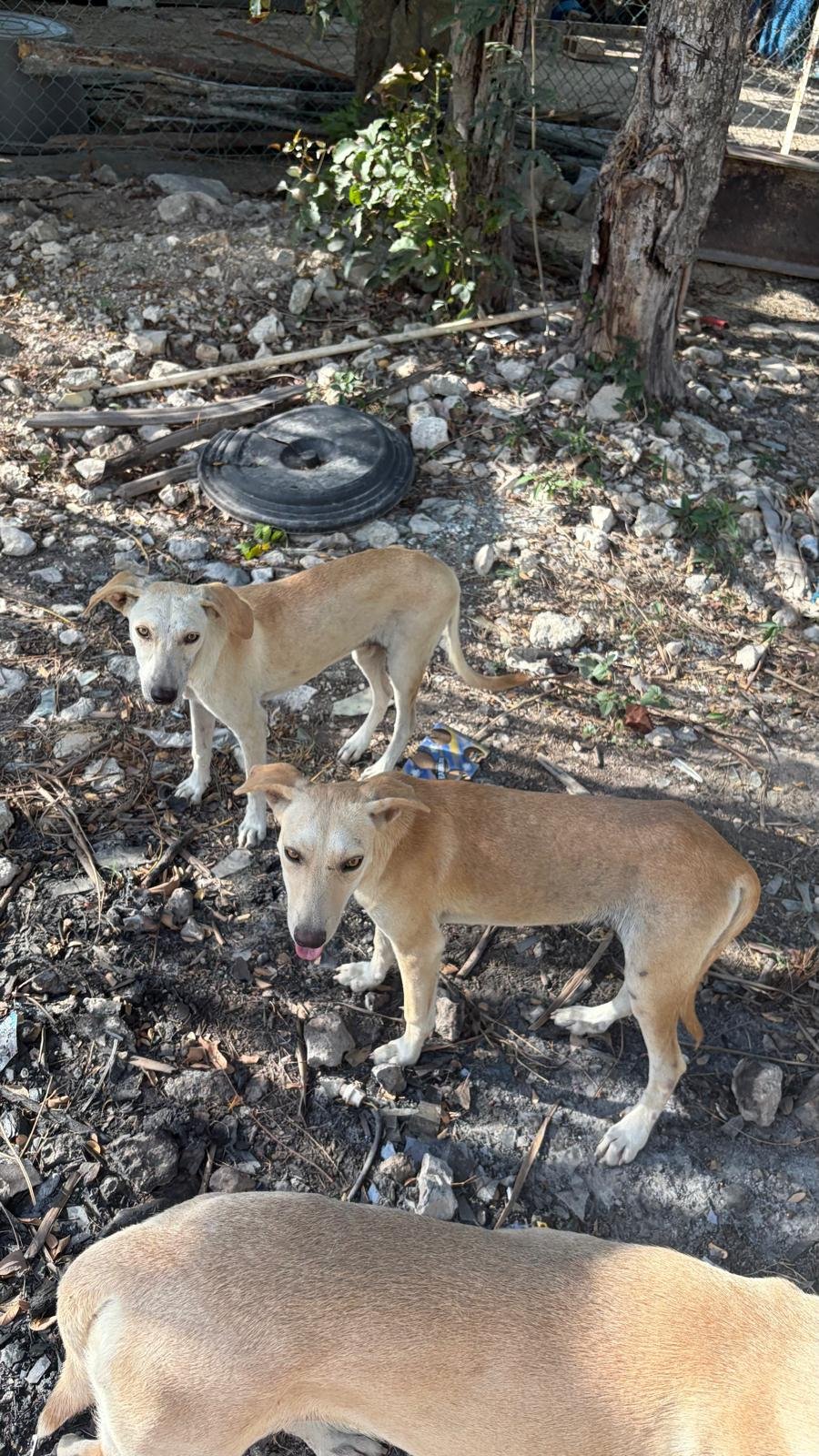 Help Me Save the Tulum Dogs.. Luna Needs Surgery ❤️ campaign photo, 2 of 6