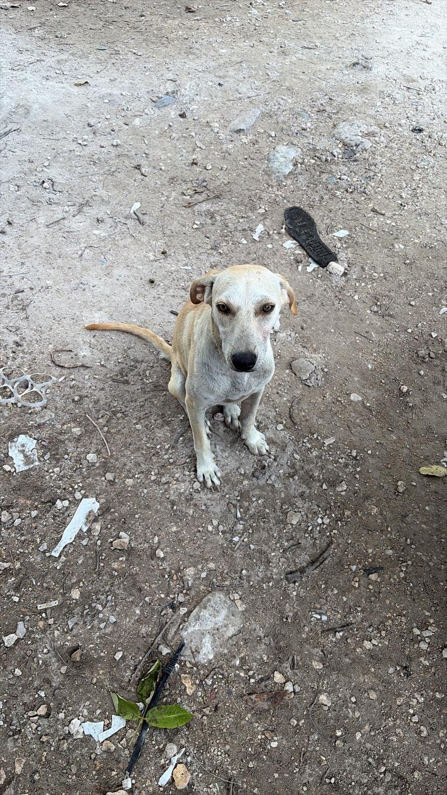 Help Me Save the Tulum Dogs.. Luna Needs Surgery ❤️ campaign photo, 4 of 6