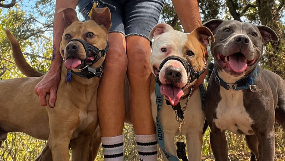 Faq Ideas Fundraiser by Cindy Marabito : Help Mack JJ and Linus Heal