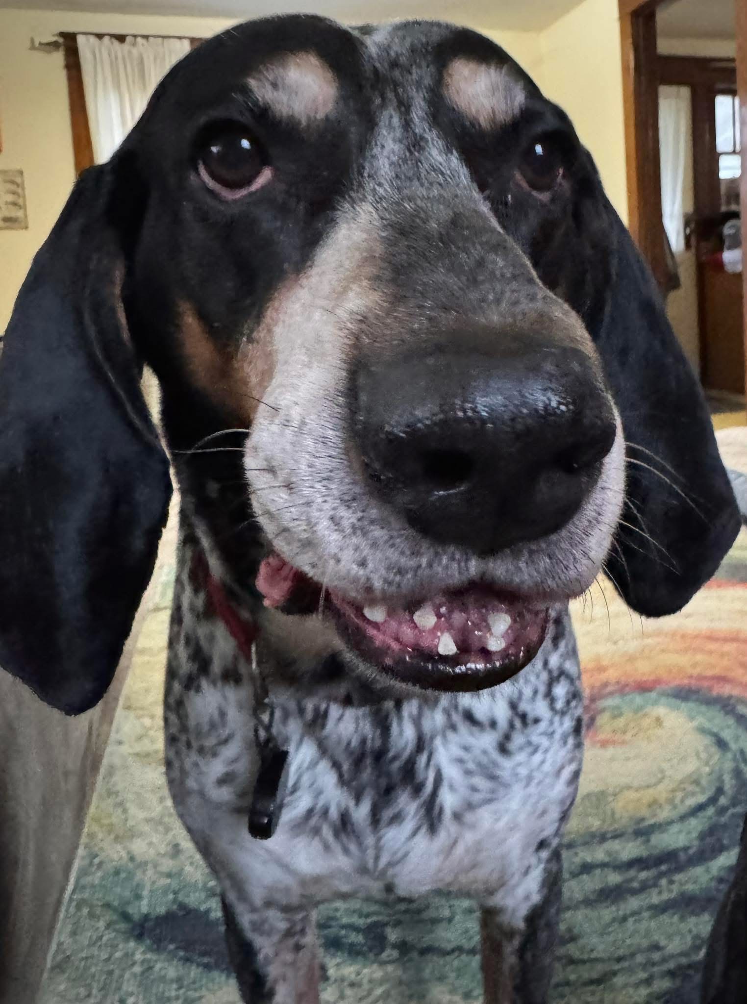 Fundraiser by Erica Rondeau : Support for Gauge after Emergency Surgery