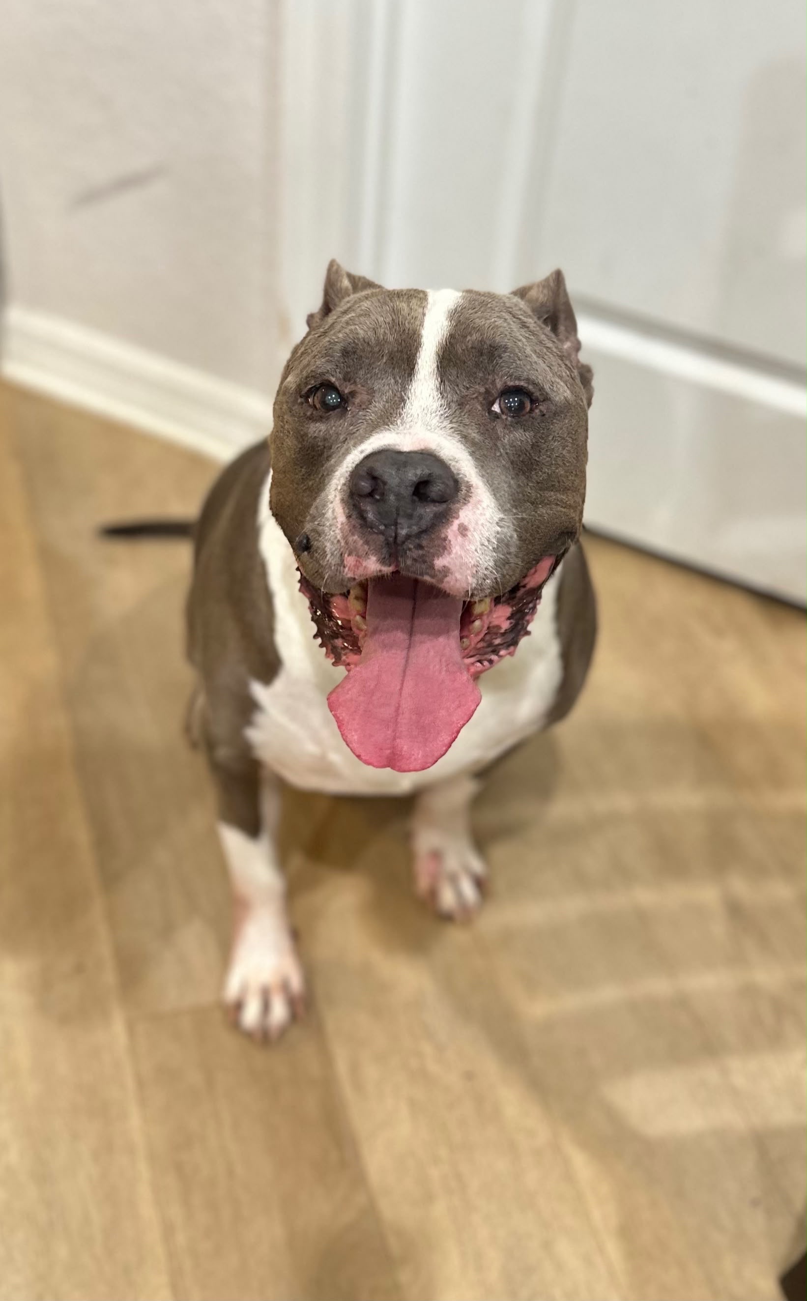 Urgent Help Needed for Toby’s Veterinary Care campaign photo, 5 of 6