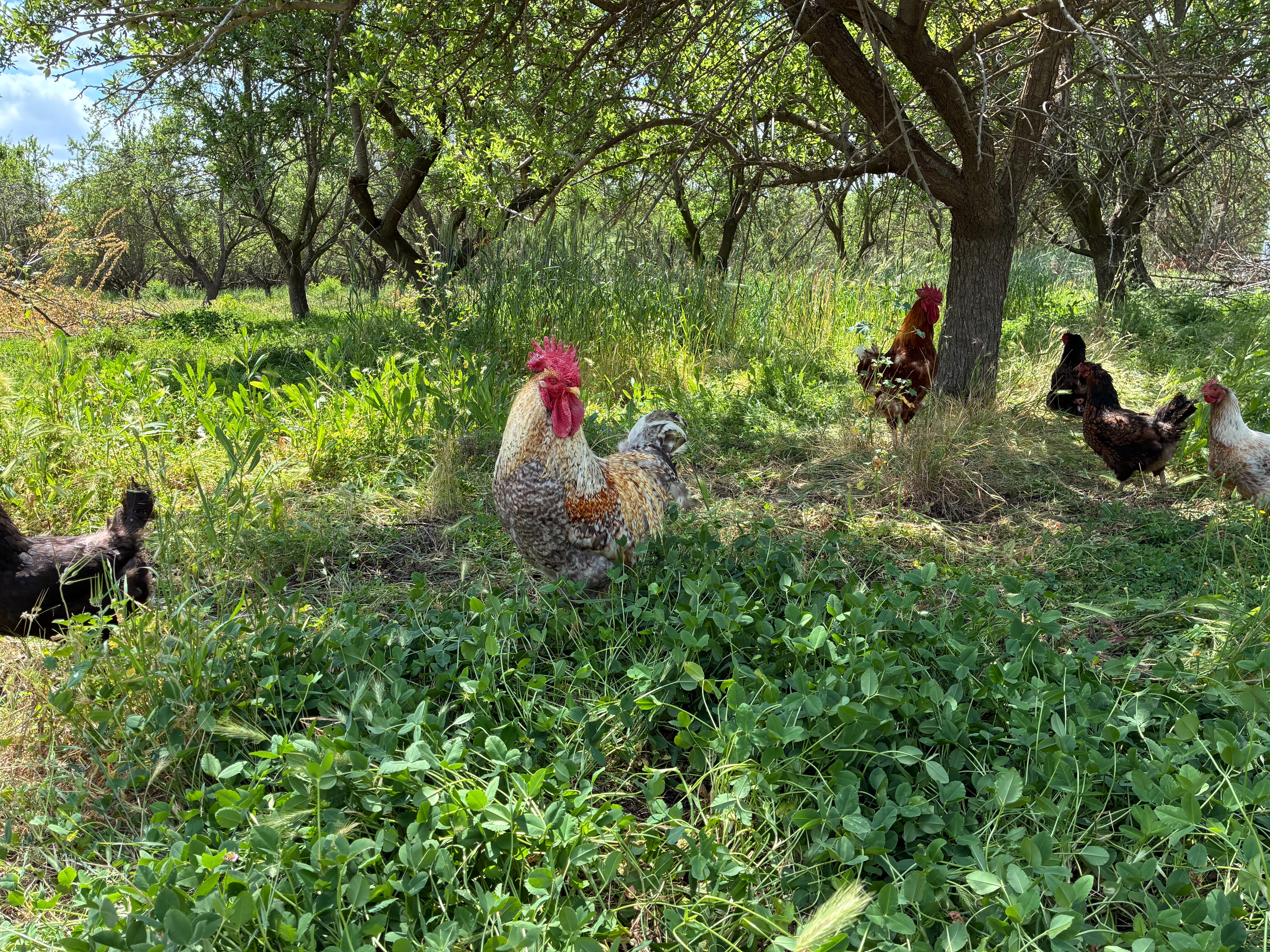 Help Us Buy the Family Farm campaign photo, 6 of 8