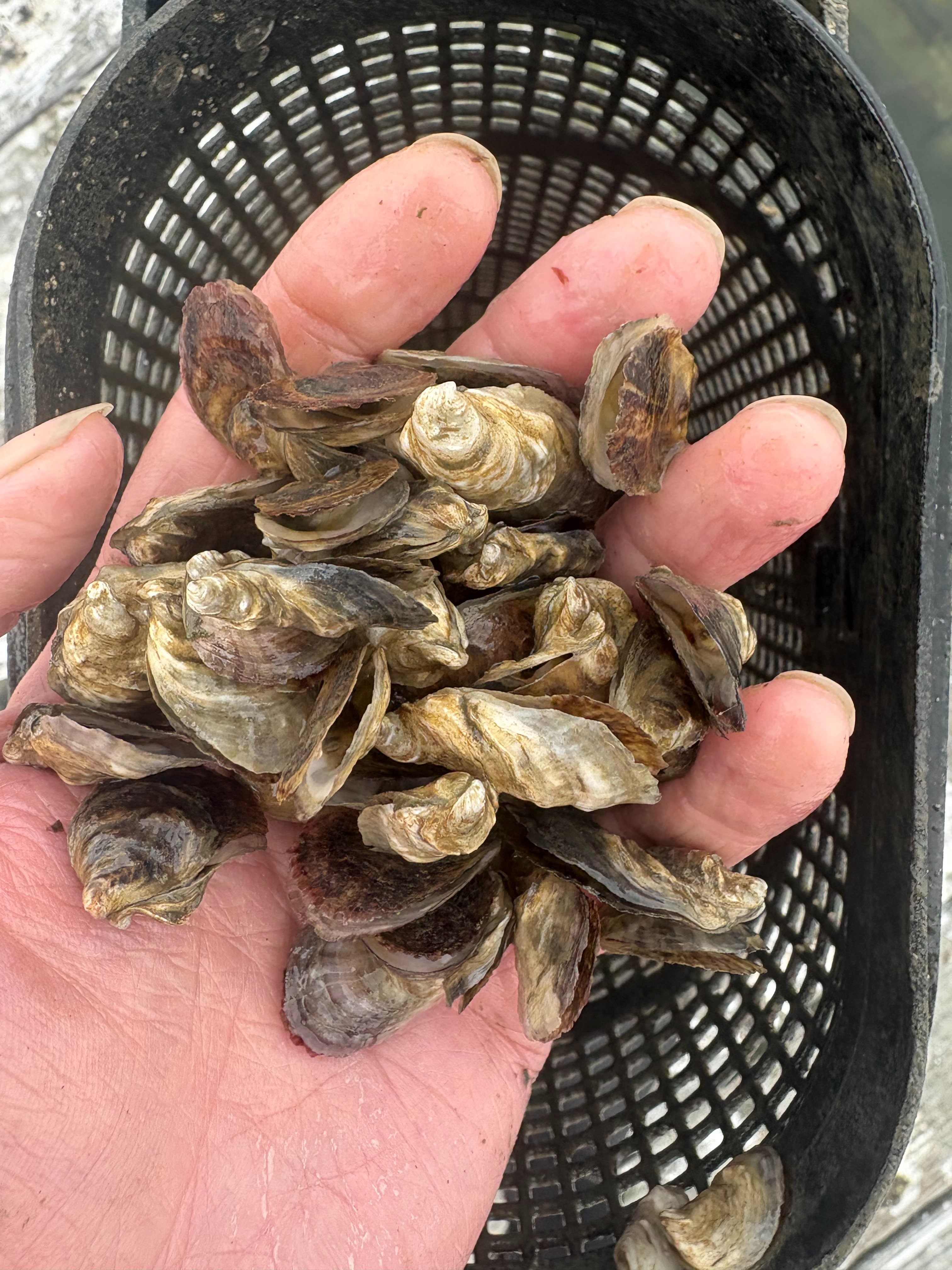 Support Alex & Allison's Family & Rebuilding The Oyster Farm campaign photo, 2 of 8