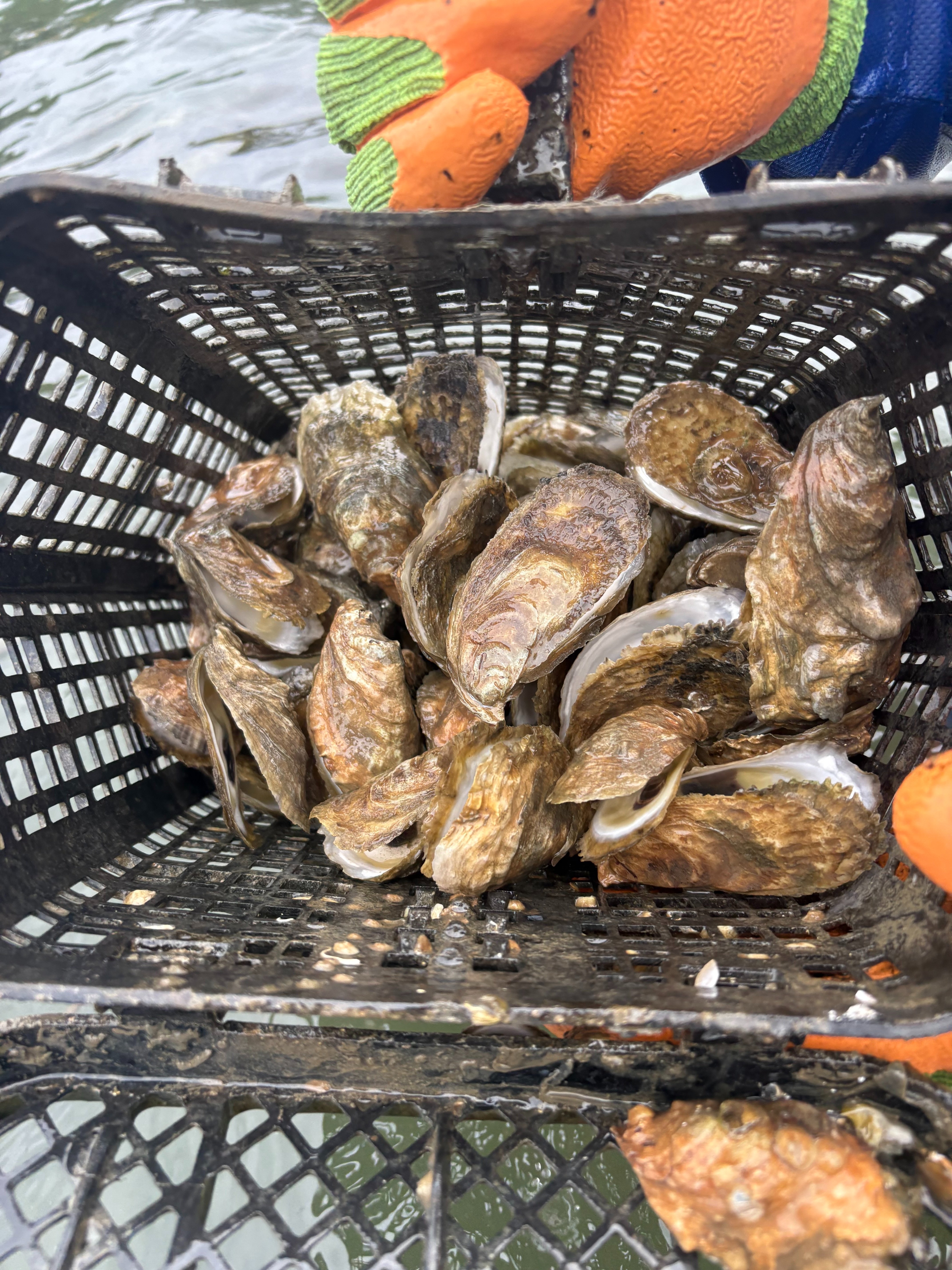 Support Alex & Allison's Family & Rebuilding The Oyster Farm campaign photo, 6 of 8