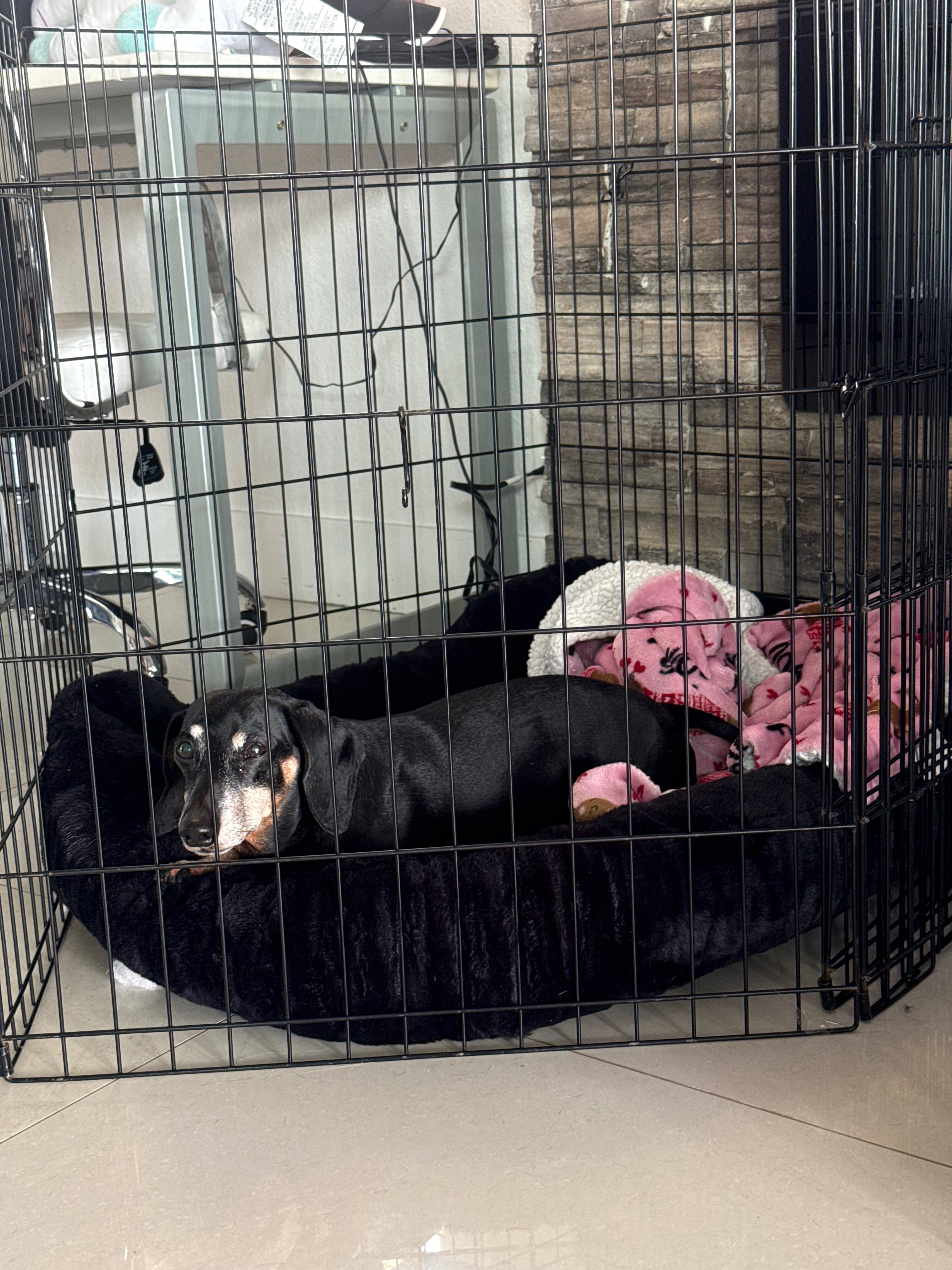 Help Luna Walk Again: Her Road to Recovery campaign photo, 5 of 7