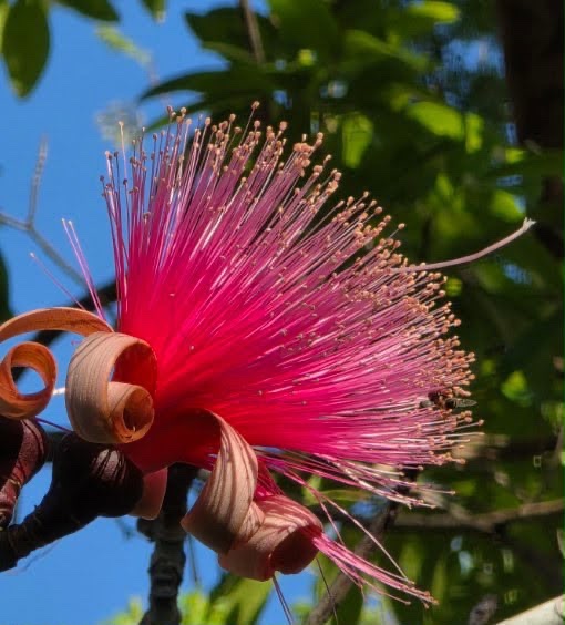 Save Jean Willis Flowering Tree Park in Miami campaign photo, 6 of 7