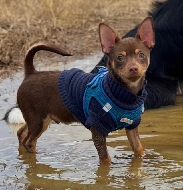 Help Queso walk, run and play again campaign photo, 8 of 9