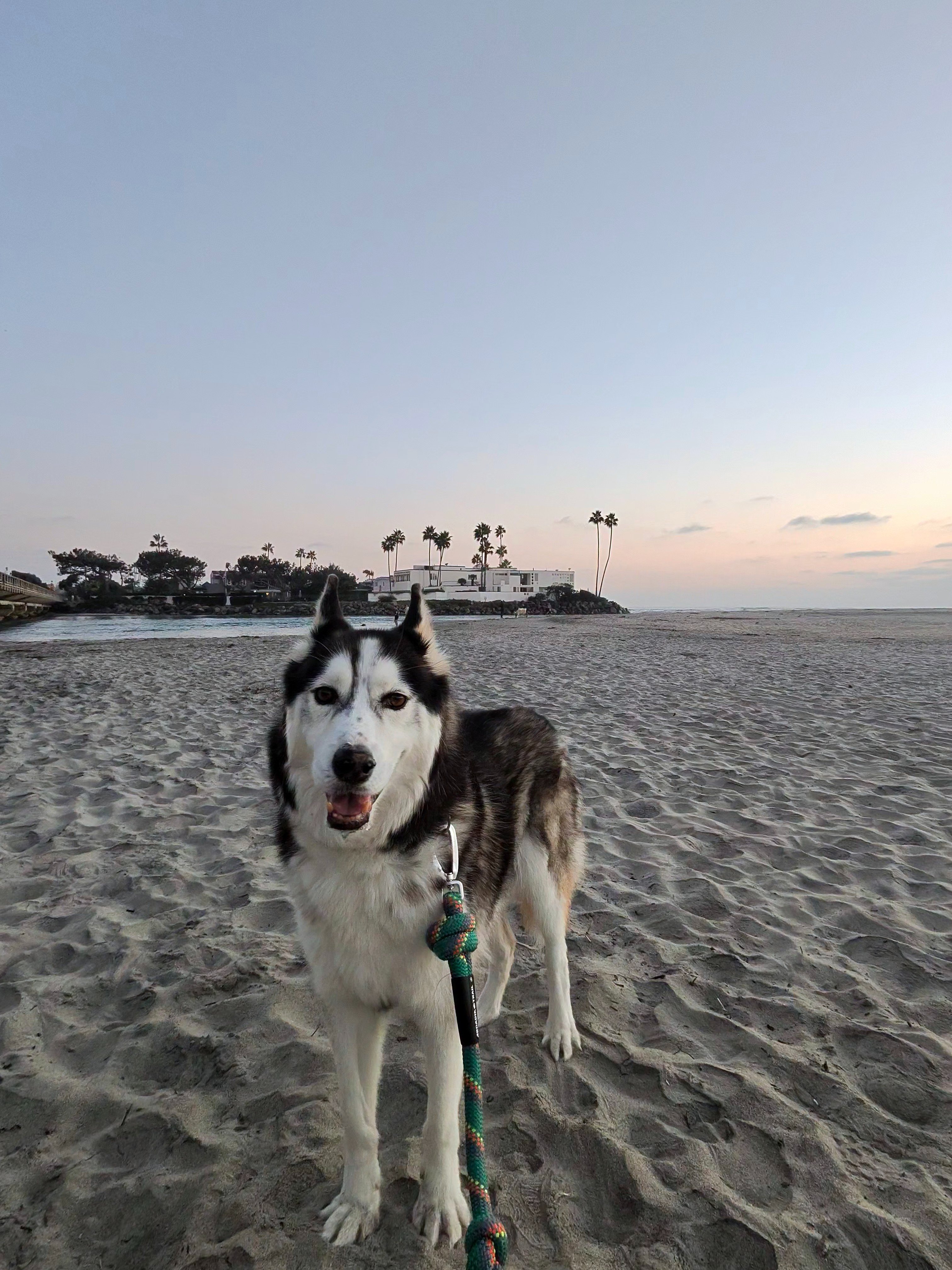 Help Lobo Get the Care He Needs campaign photo, 11 of 12