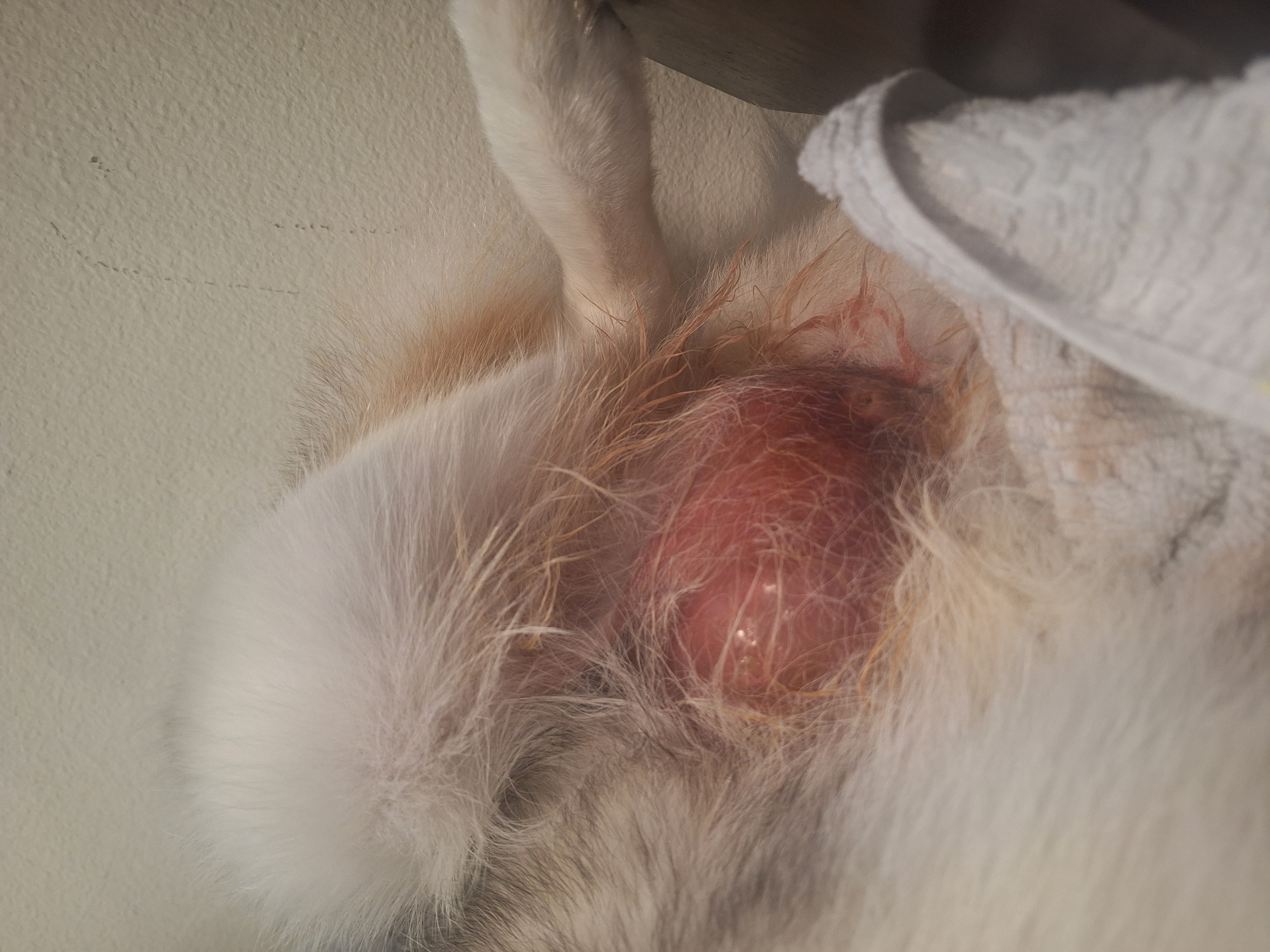 Help Lobo Get the Care He Needs campaign photo, 9 of 12