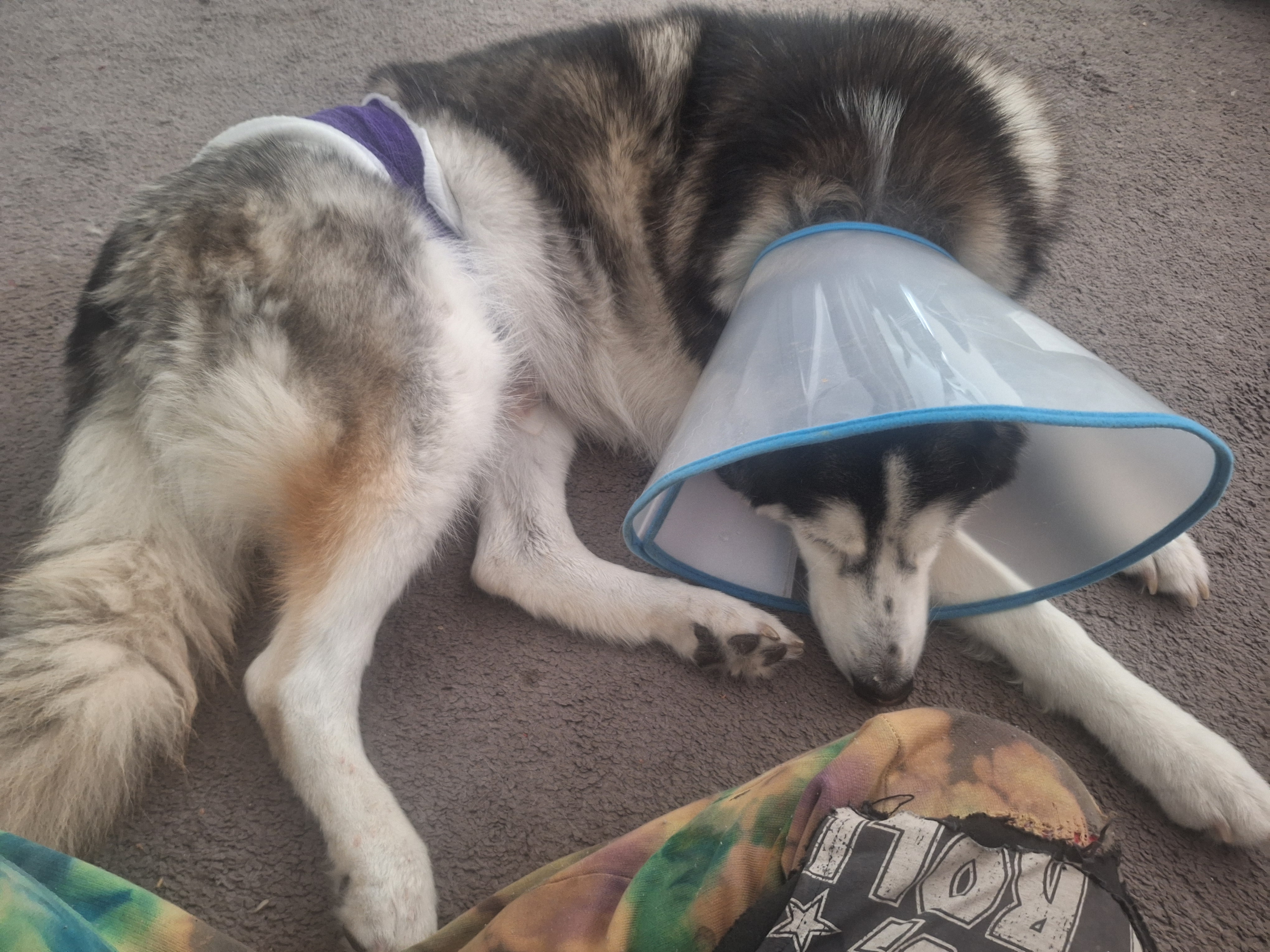 Help Lobo Get the Care He Needs campaign photo, 10 of 12