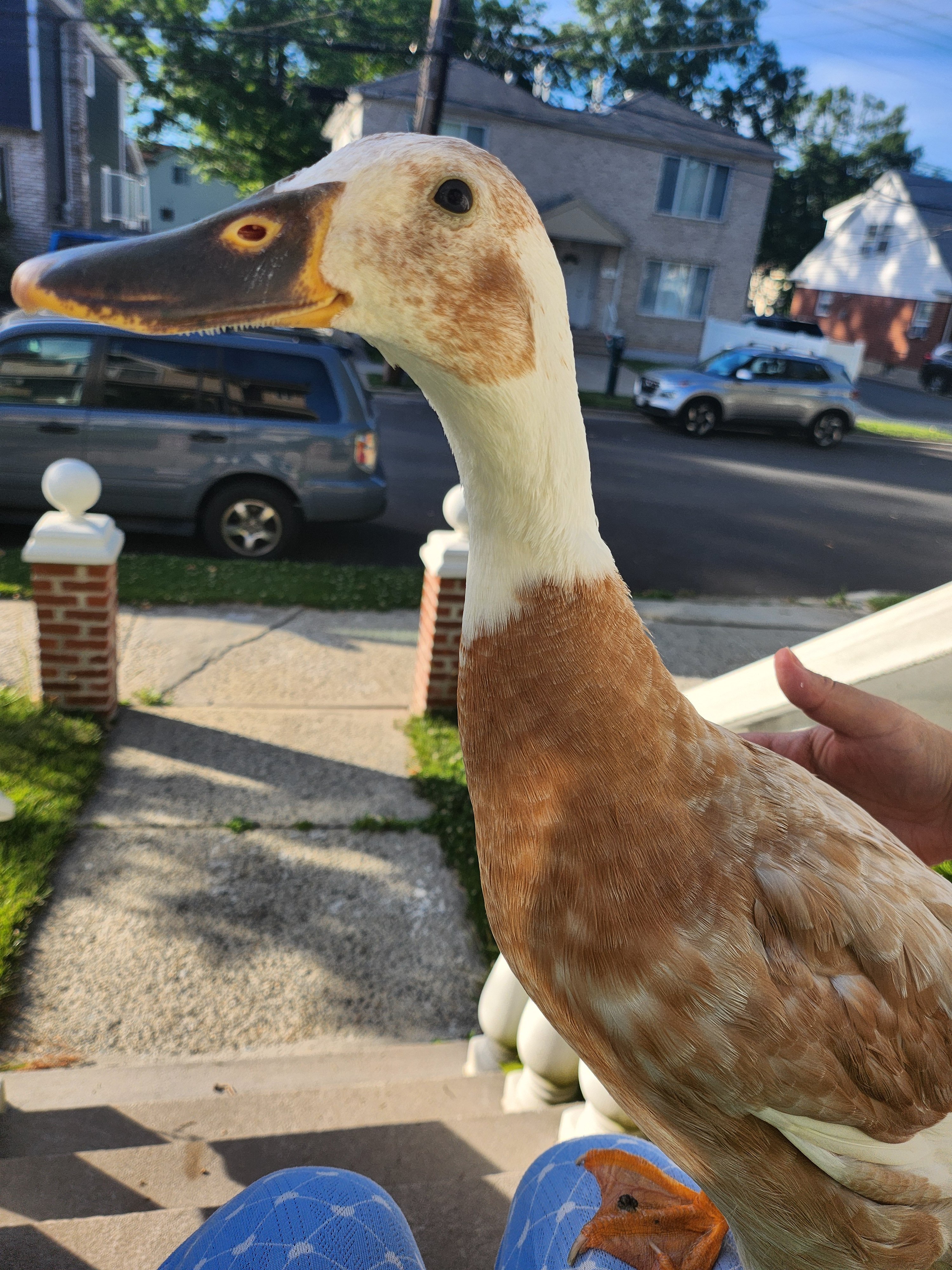Paz Needs Emergency Avian Vet Care Right Now campaign photo, 4 of 7