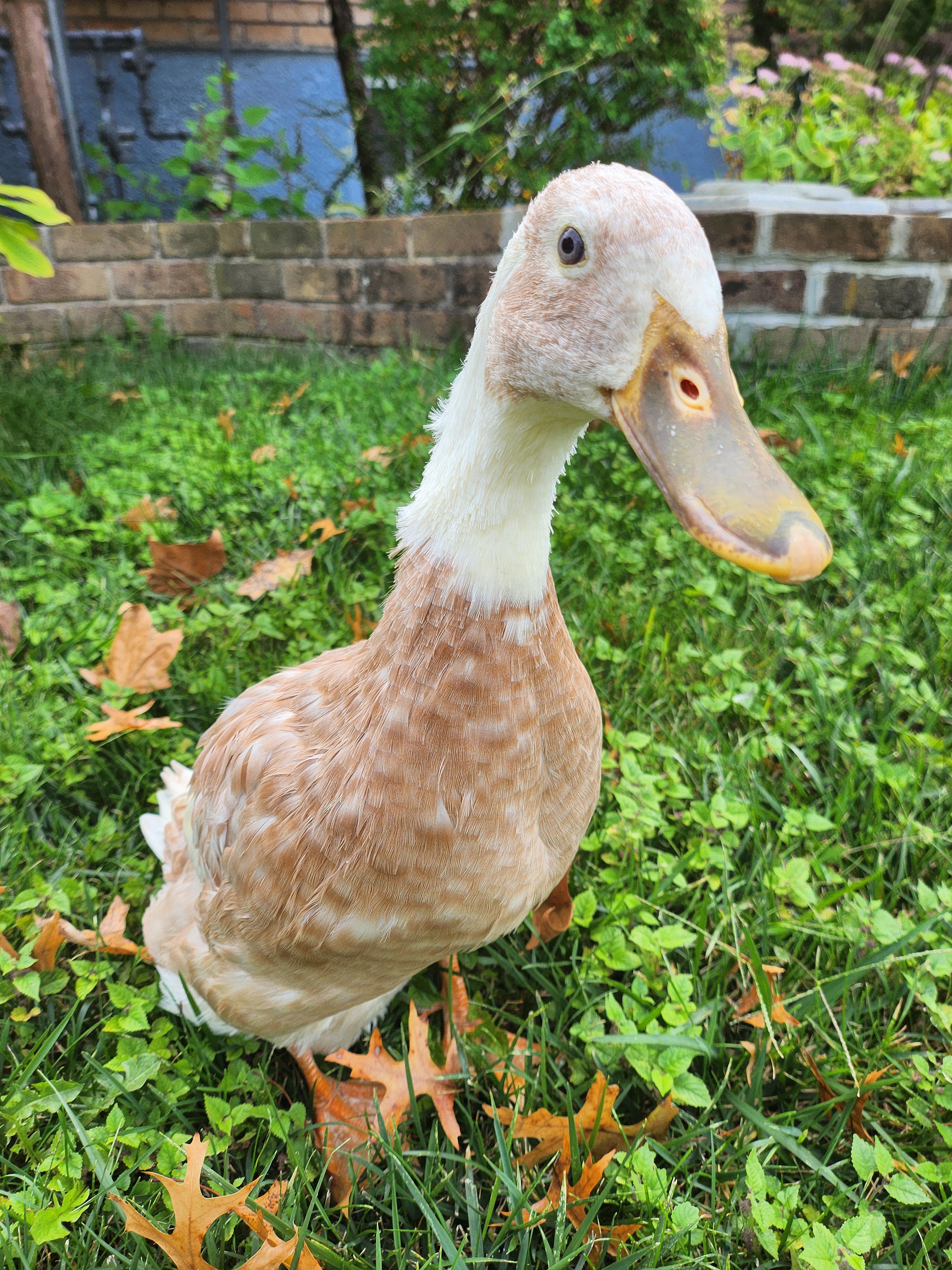 Paz Needs Emergency Avian Vet Care Right Now campaign photo, 5 of 7