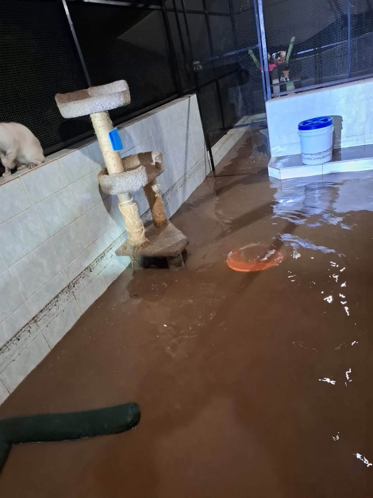 Help The Purr Project PV Rebuild After Devastating Flooding campaign photo, 2 of 10