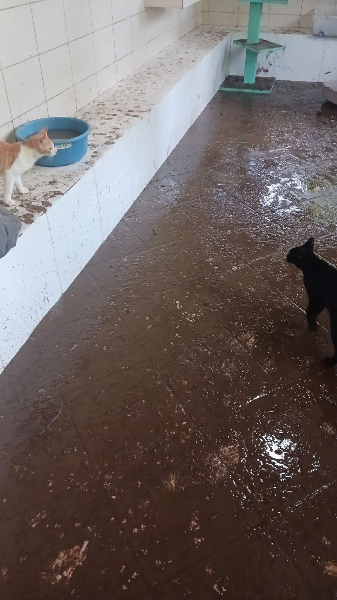 Help The Purr Project PV Rebuild After Devastating Flooding campaign photo, 4 of 10