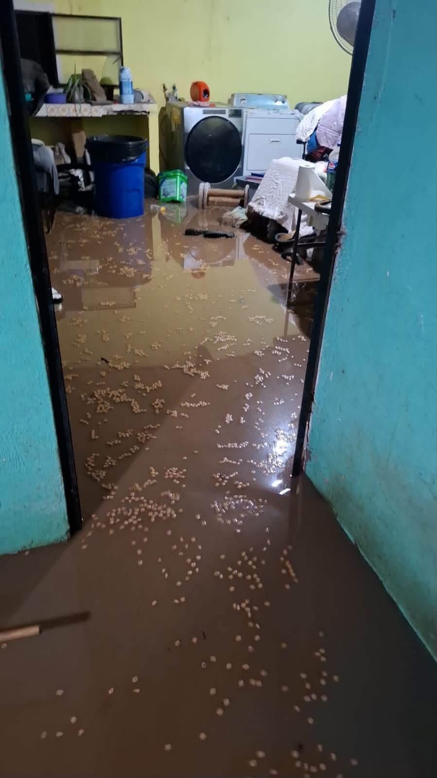 Help The Purr Project PV Rebuild After Devastating Flooding campaign photo, 7 of 10