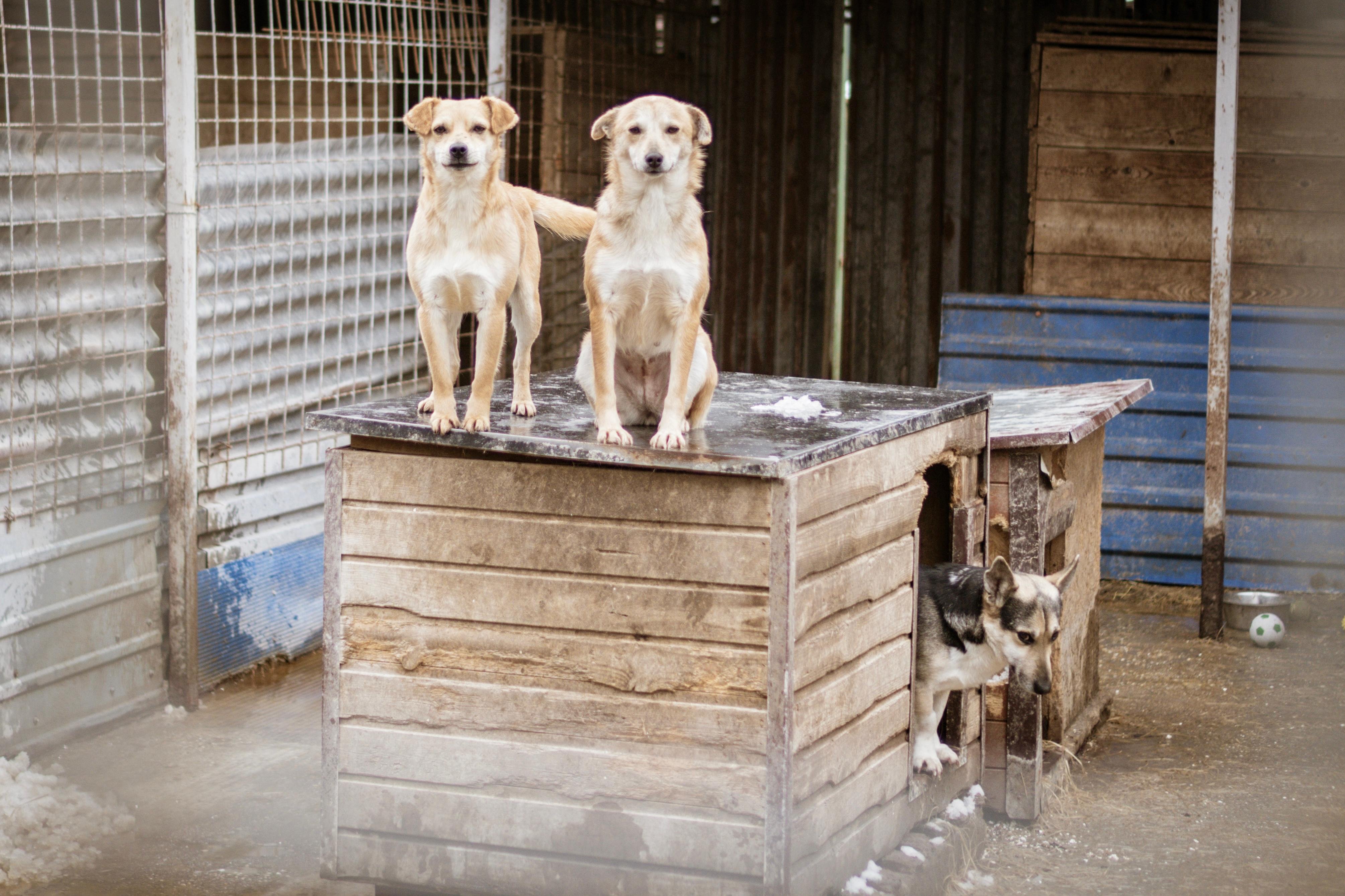 Helft uns, Tierleid zu verhindern - Kastrationsaktion 2027 campaign photo, 5 of 9