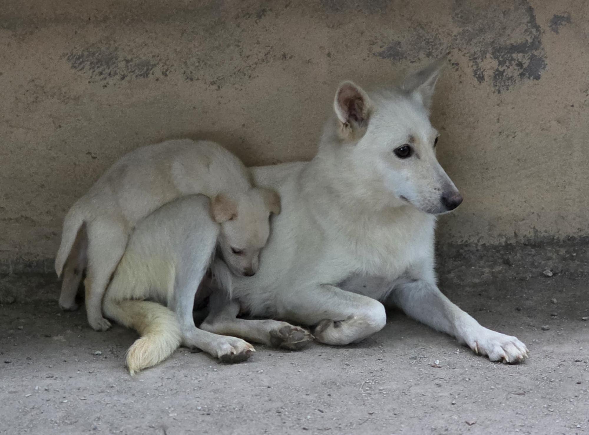 Helft uns, Tierleid zu verhindern - Kastrationsaktion 2027 campaign photo, 6 of 9