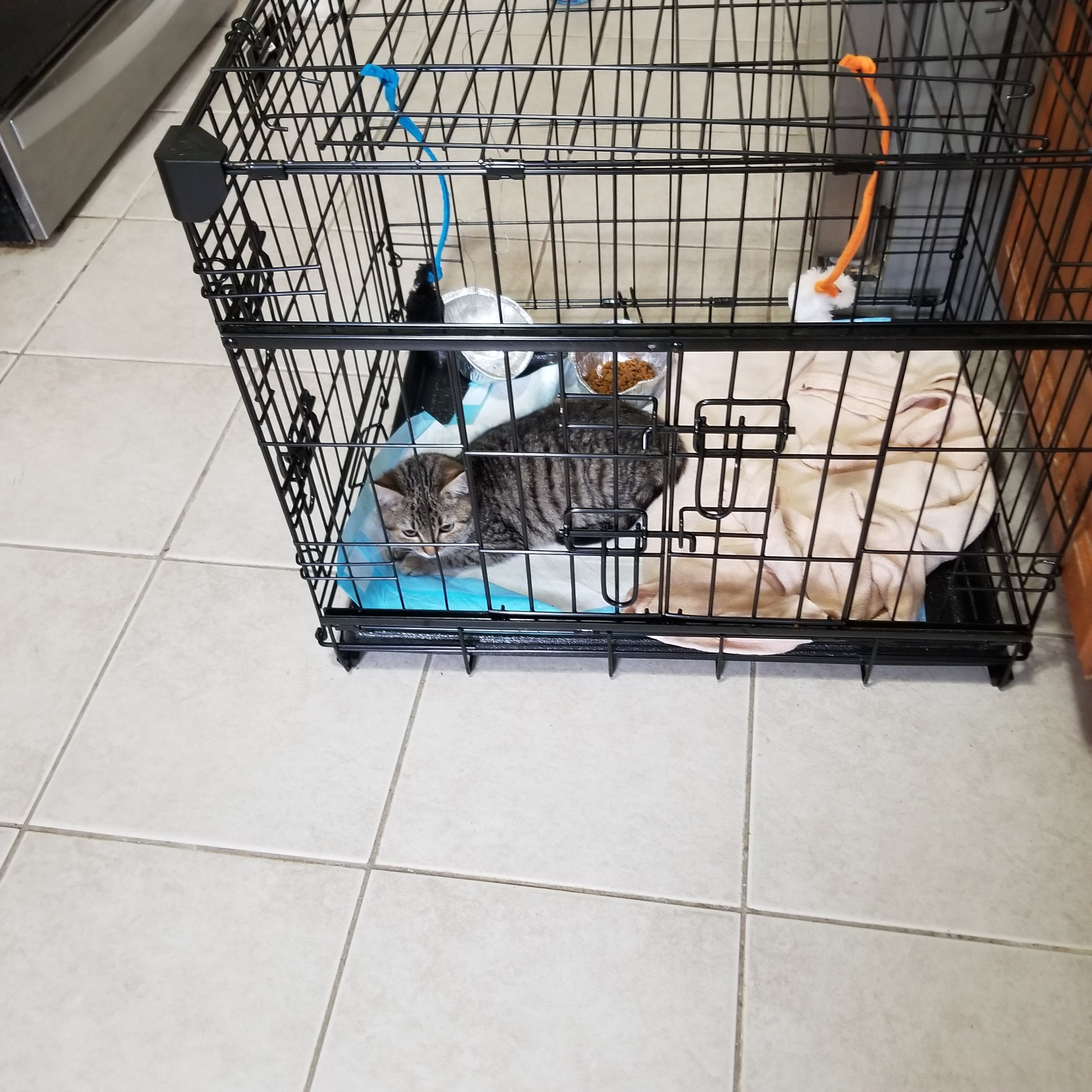 Support Animal Safety Haven — Helping Animals in Need campaign photo, 6 of 7