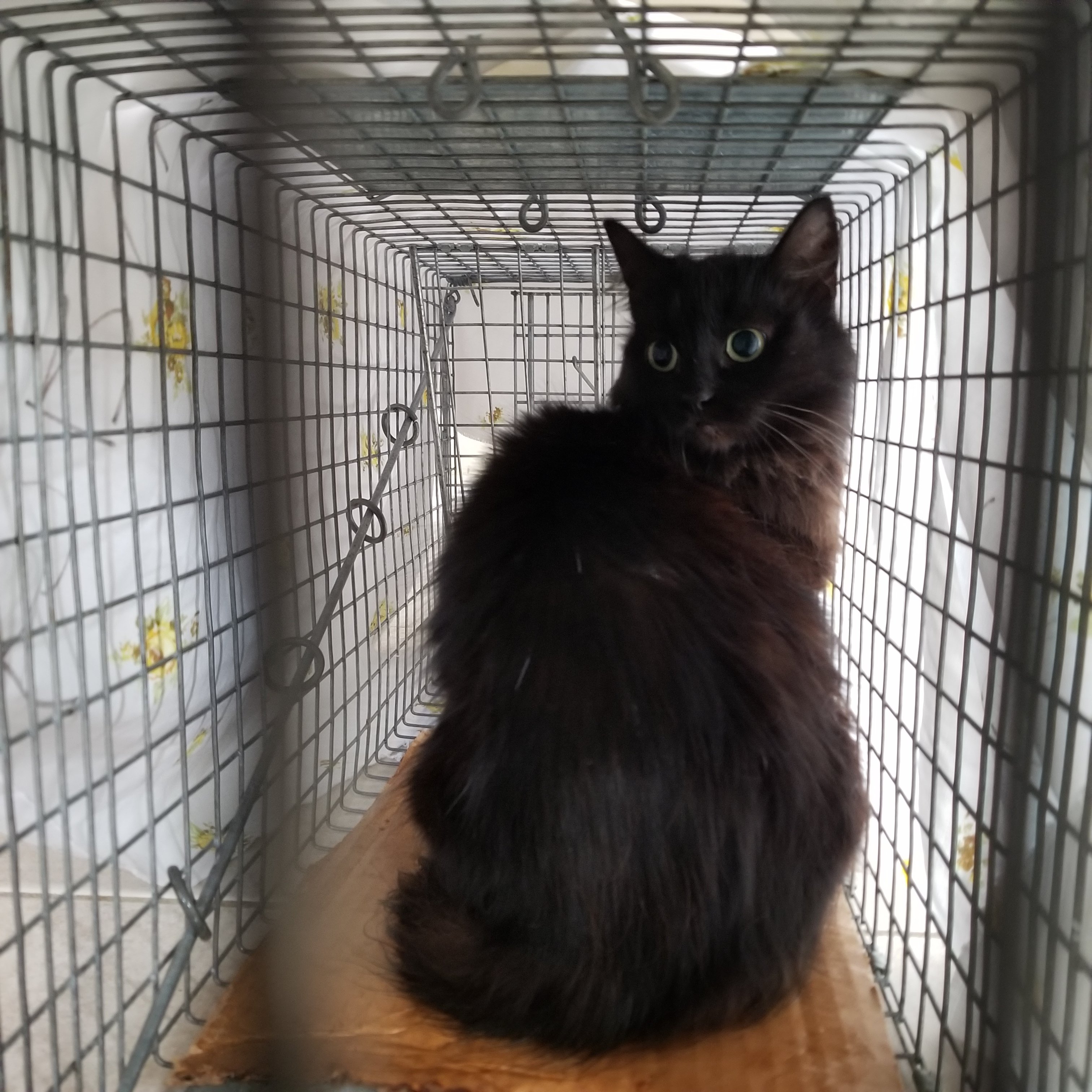 Support Animal Safety Haven — Helping Animals in Need campaign photo, 4 of 7