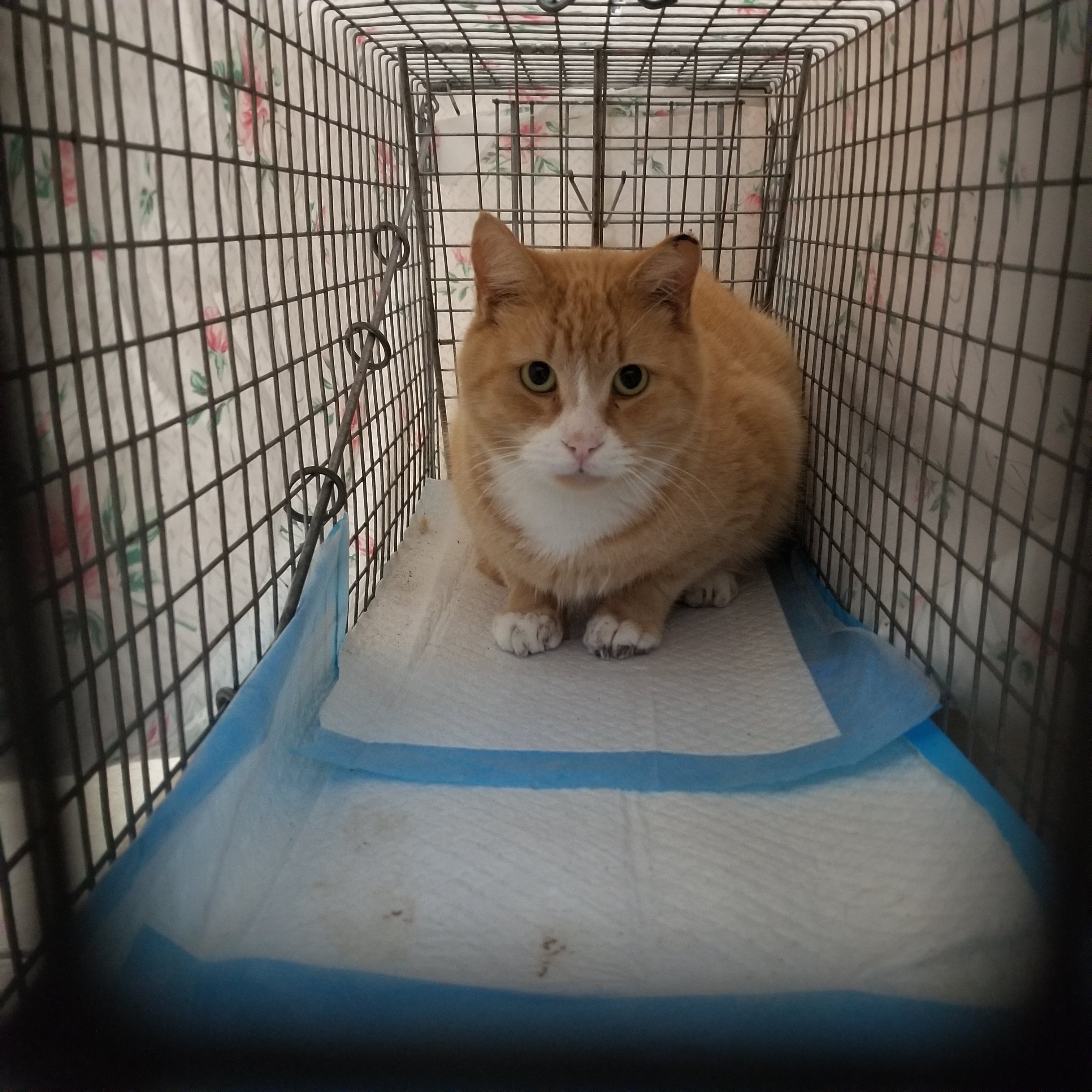 Support Animal Safety Haven — Helping Animals in Need campaign photo, 2 of 7