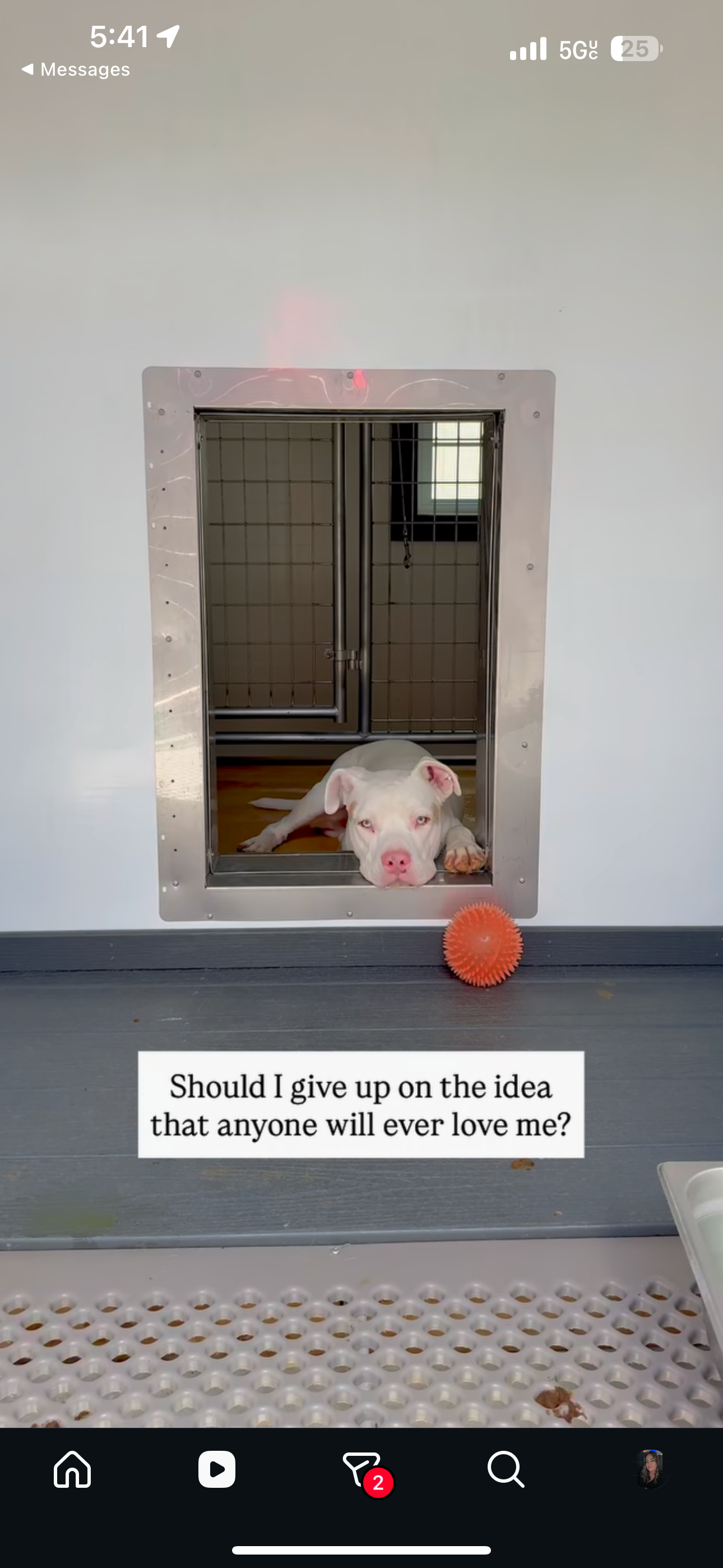45 Minutes From Euthanasia — Help Guero Get Home campaign photo, 5 of 6