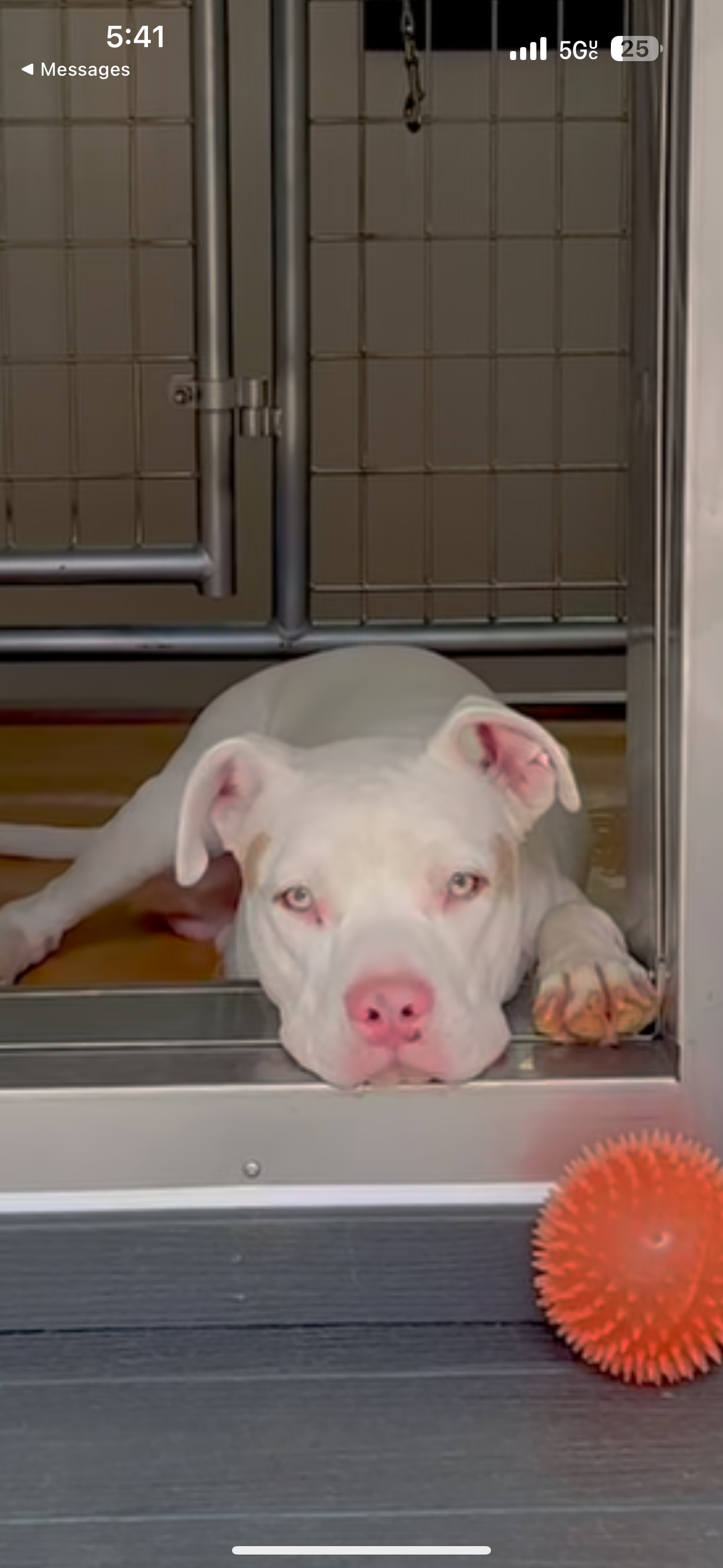 45 Minutes From Euthanasia — Help Guero Get Home campaign photo, 2 of 6