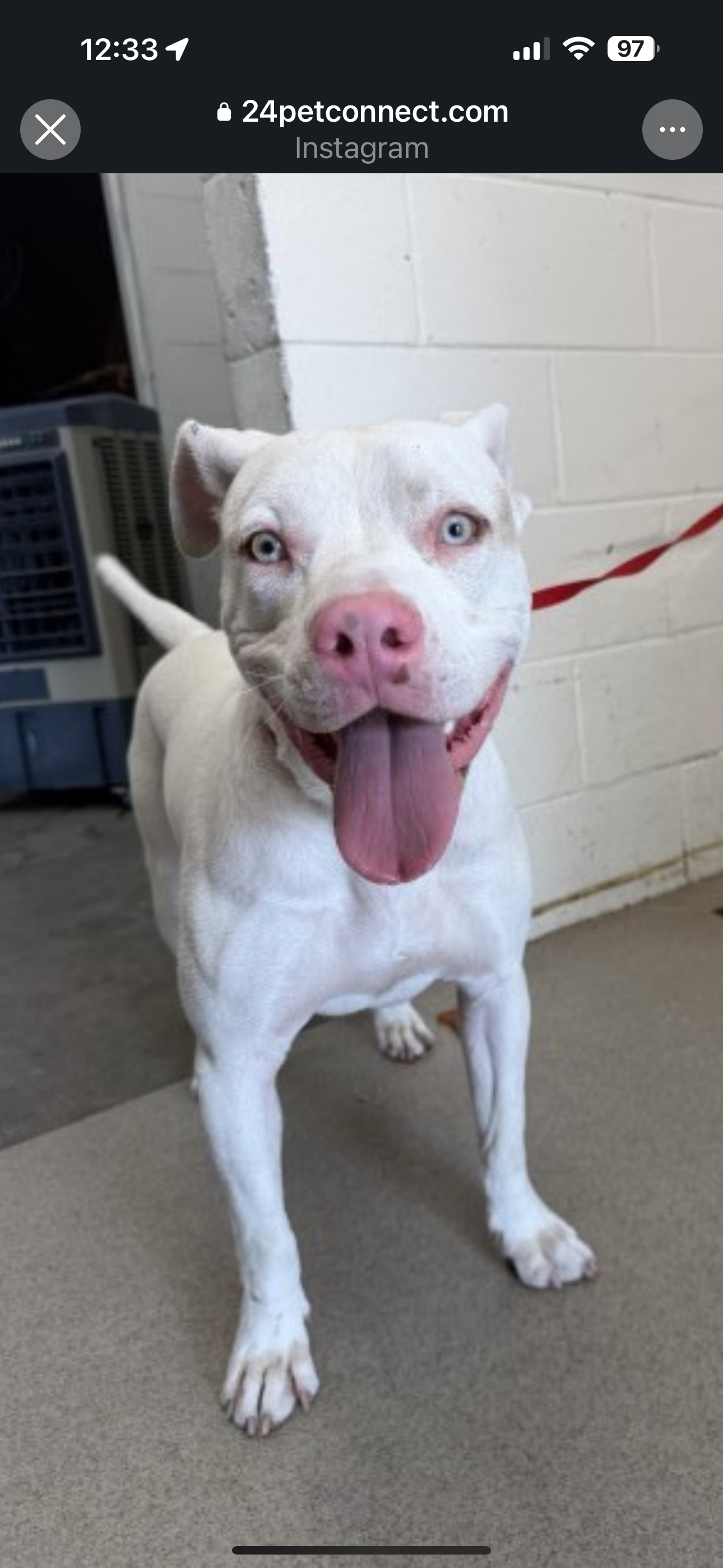 45 Minutes From Euthanasia — Help Guero Get Home campaign photo, 4 of 6
