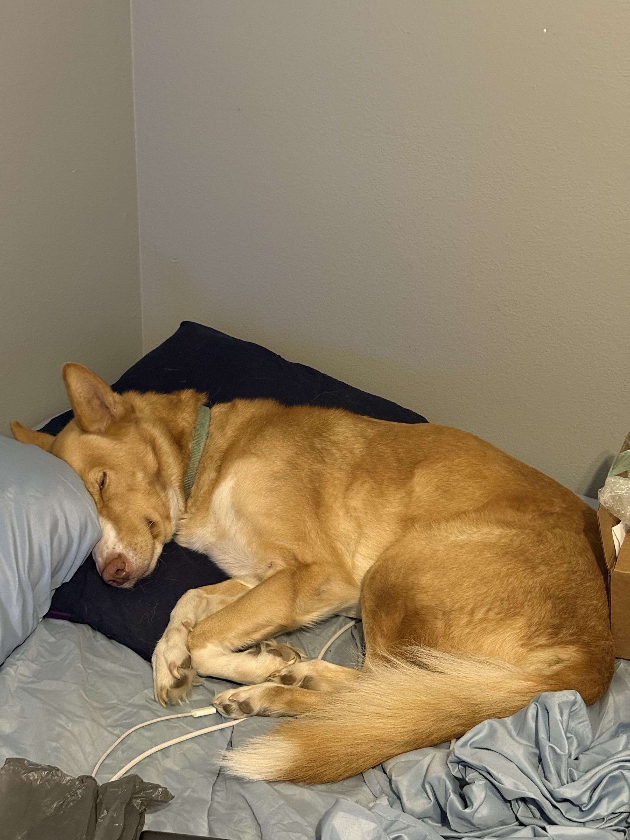 Help Penny Get Urgent Vet Care campaign photo, 4 of 5
