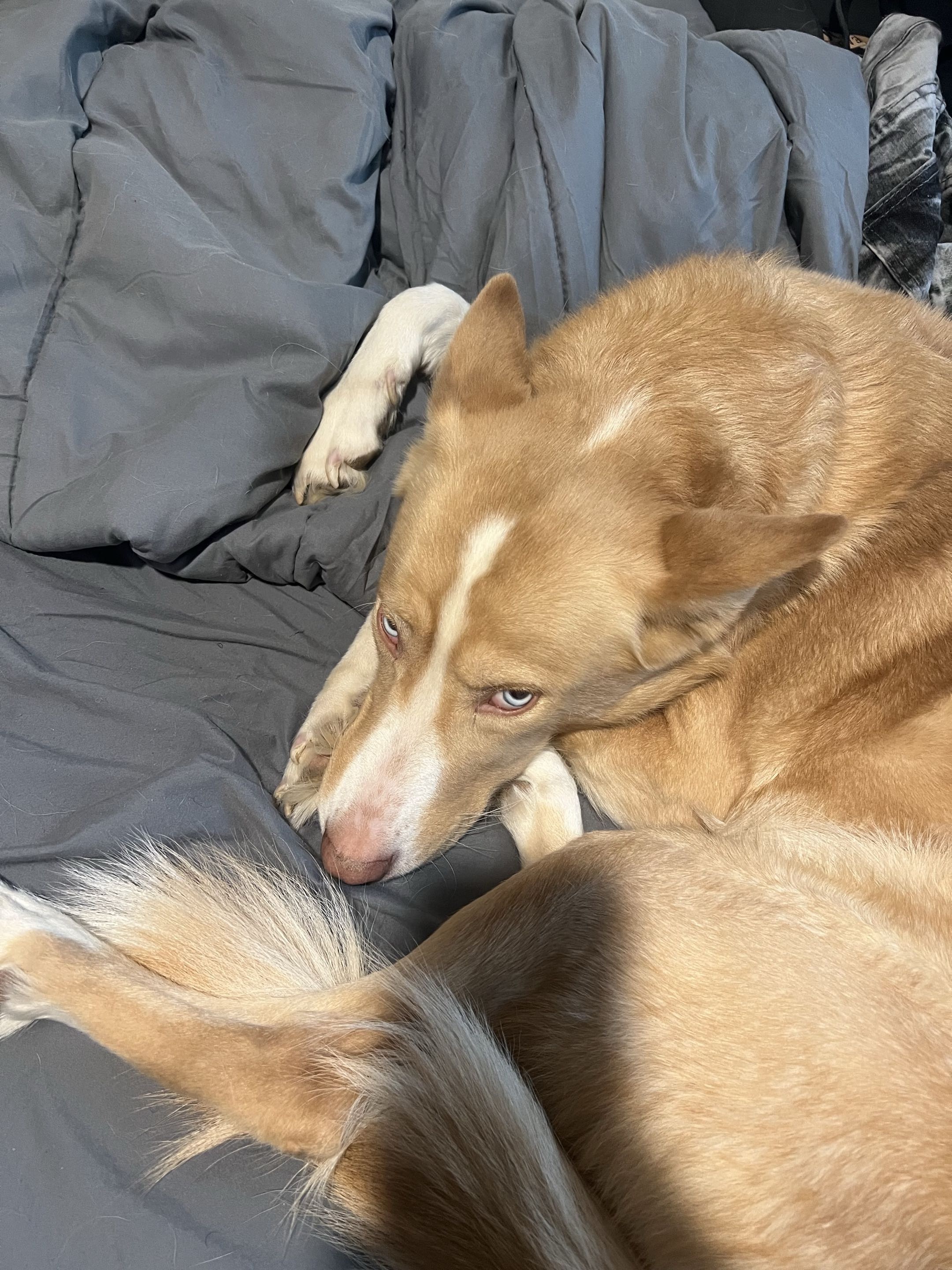 Help Penny Get Urgent Vet Care campaign photo, 2 of 5