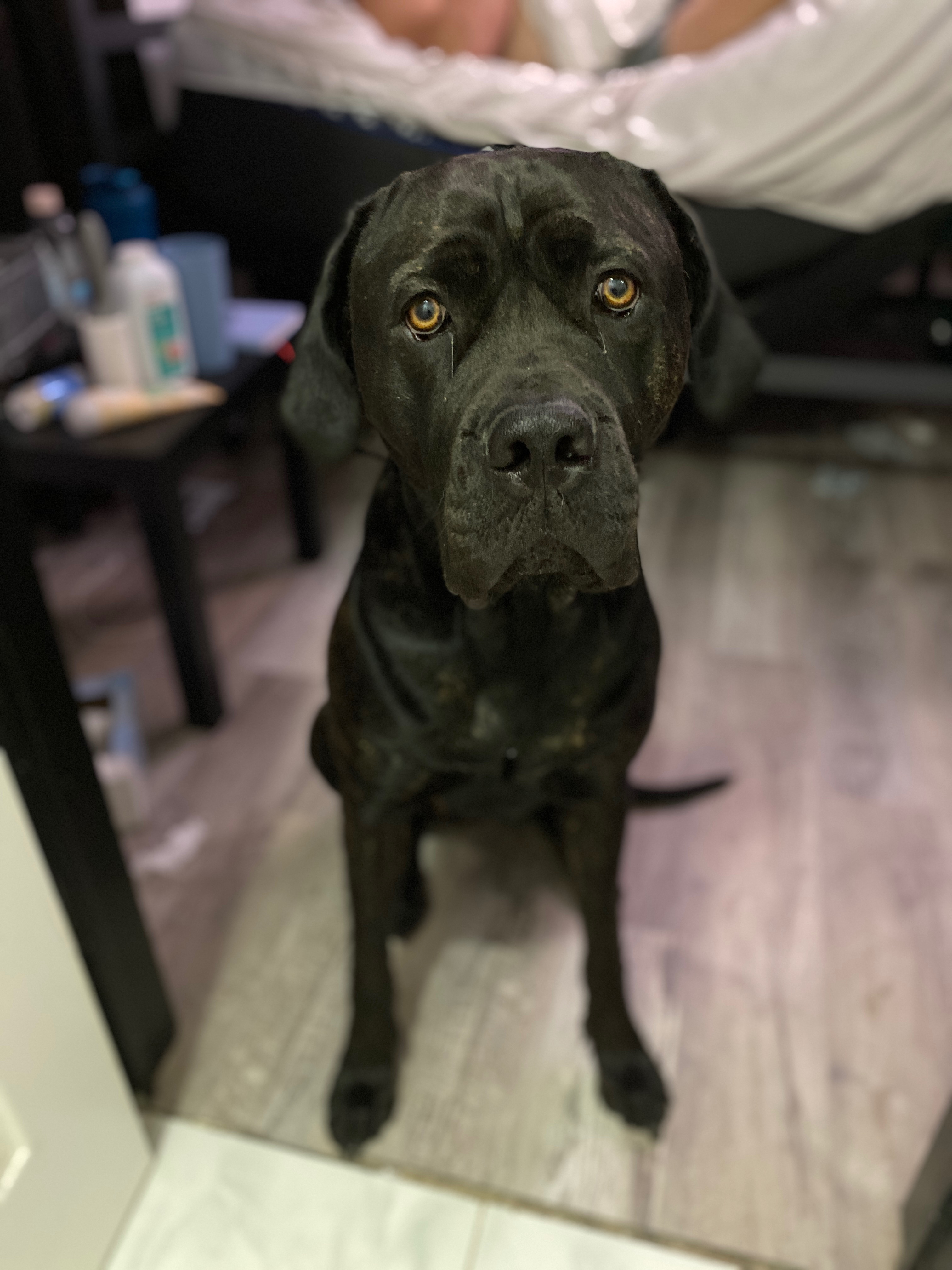 Hope for Athena’s Life-Saving Surgery campaign photo, 6 of 7