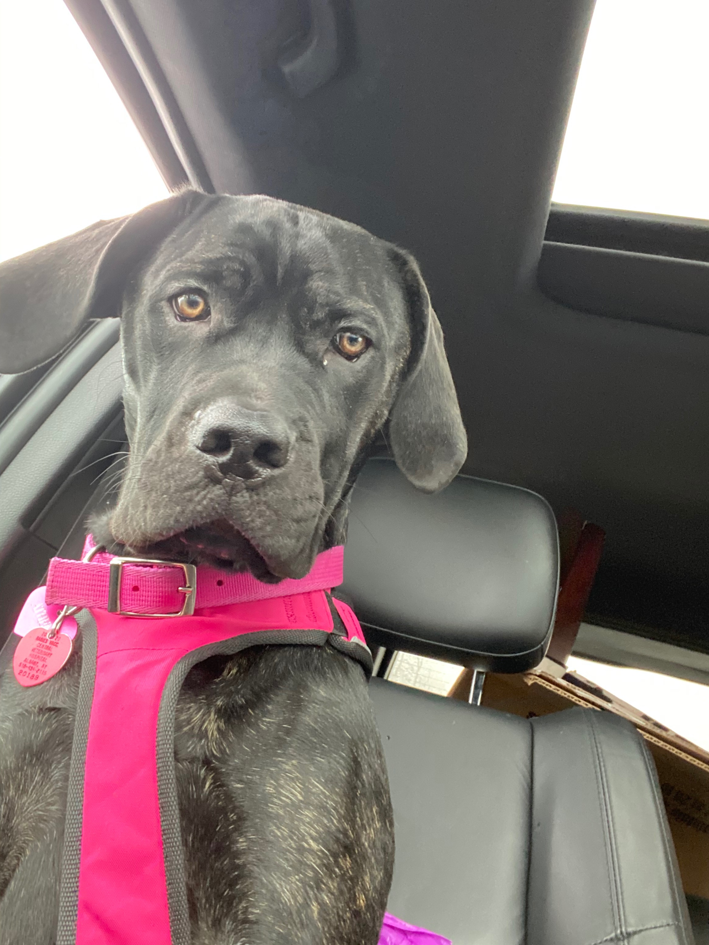 Hope for Athena’s Life-Saving Surgery campaign photo, 2 of 7