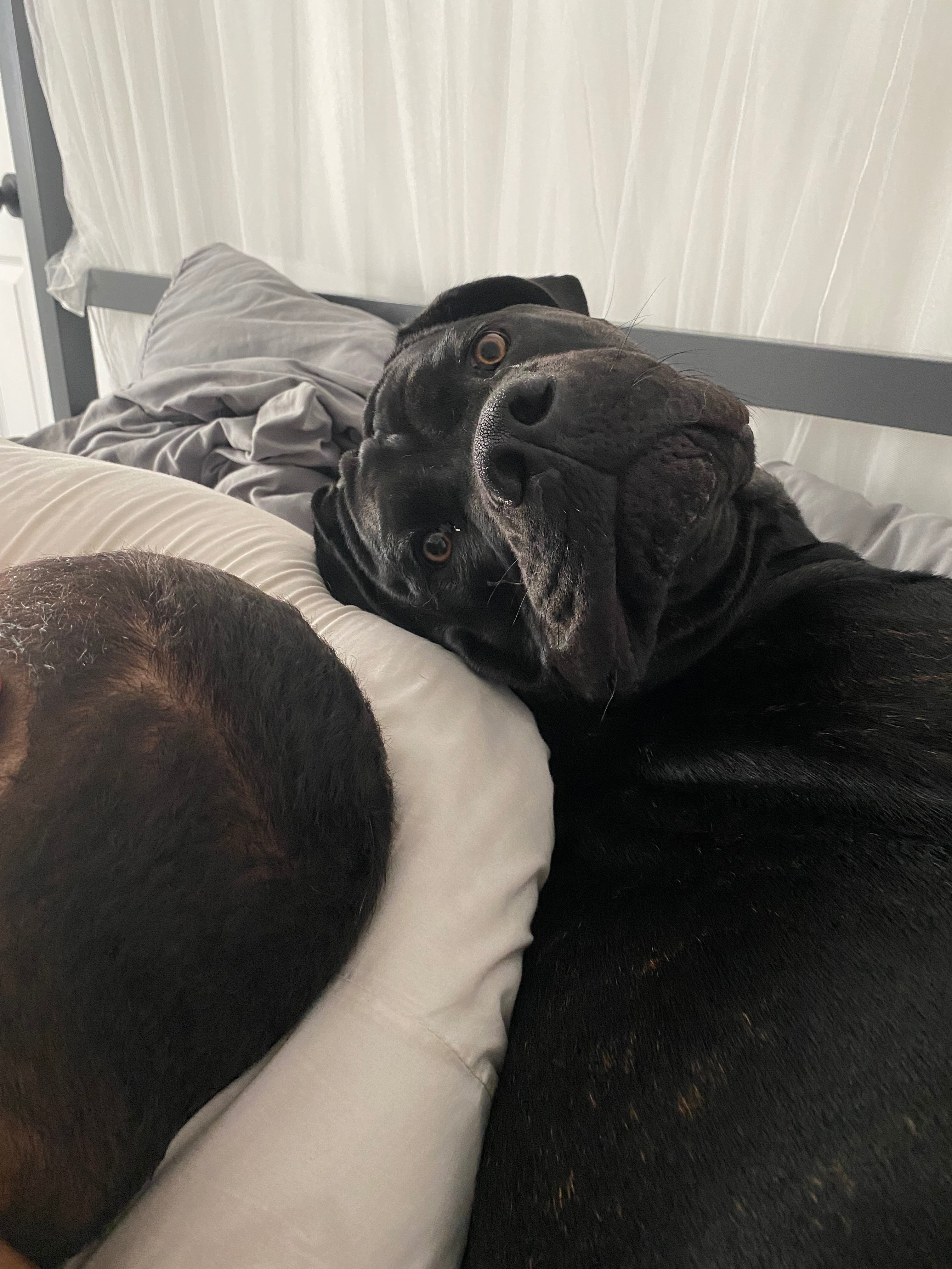 Hope for Athena’s Life-Saving Surgery campaign photo, 4 of 7