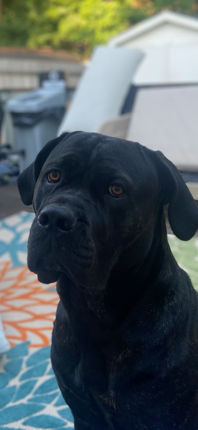 Hope for Athena’s Life-Saving Surgery campaign photo, 5 of 7