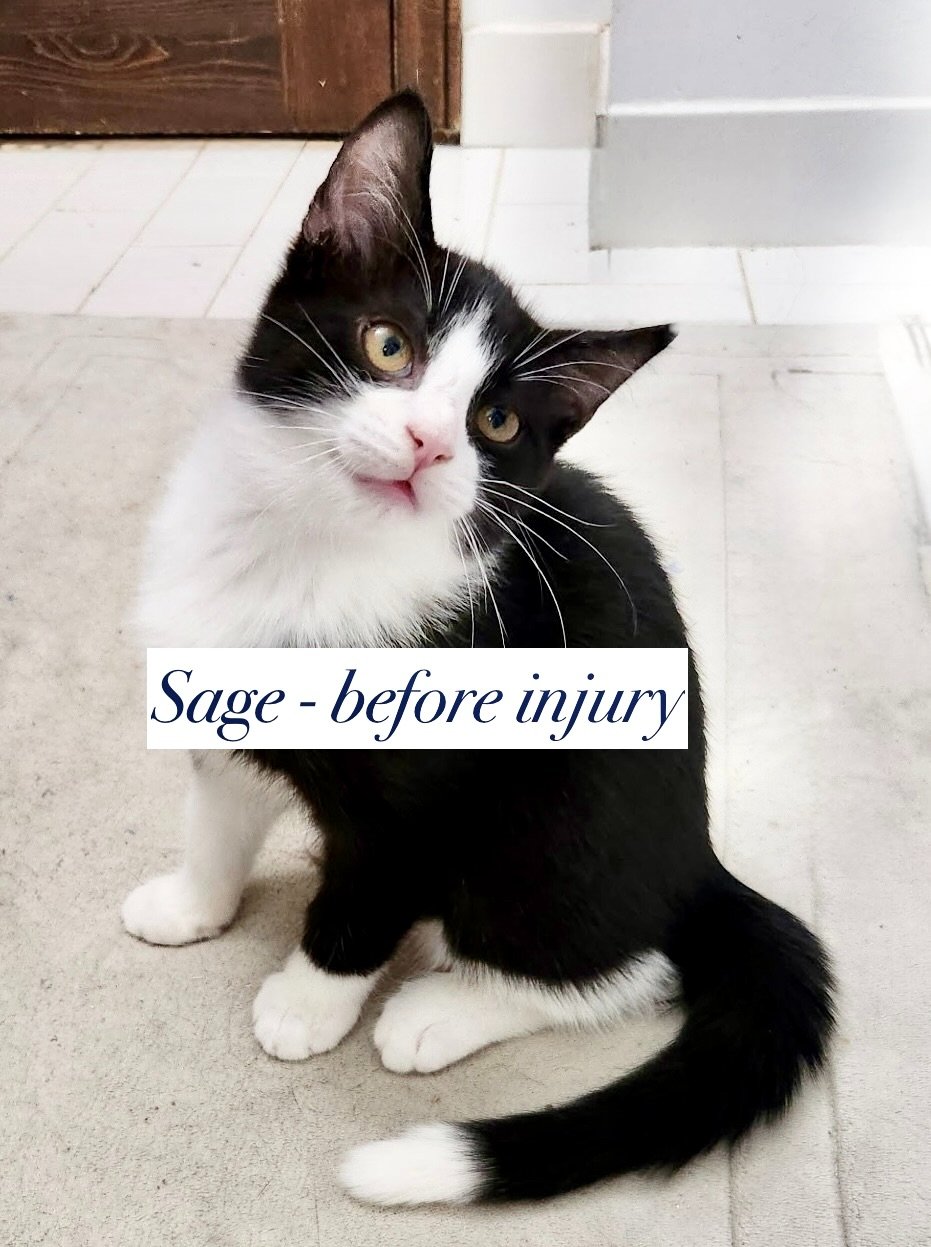 Please Help Save Sage – A Tiny Kitten Who Almost Lost Everyt campaign photo, 6 of 7