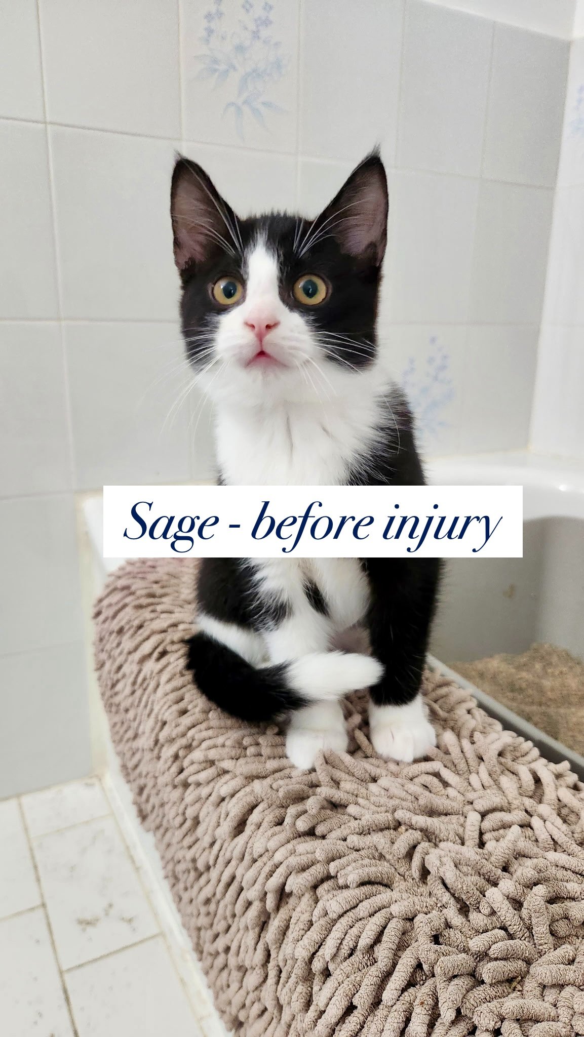 Please Help Save Sage – A Tiny Kitten Who Almost Lost Everyt campaign photo, 2 of 7