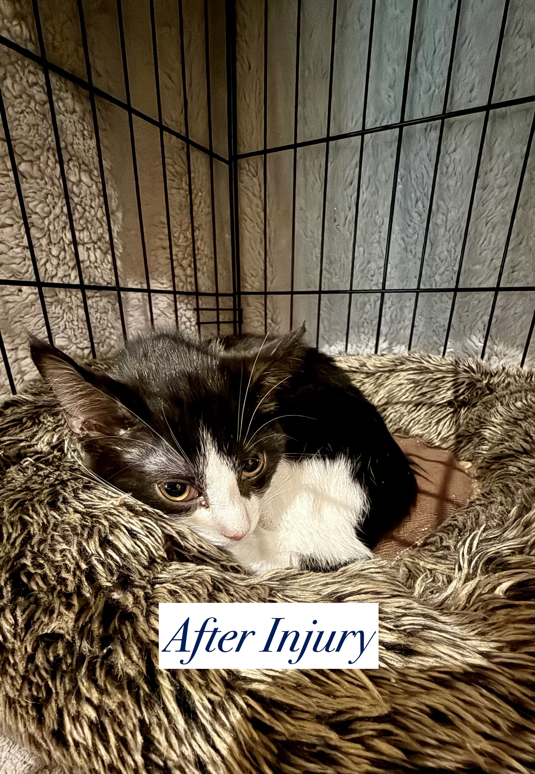 Please Help Save Sage – A Tiny Kitten Who Almost Lost Everyt campaign photo, 5 of 7
