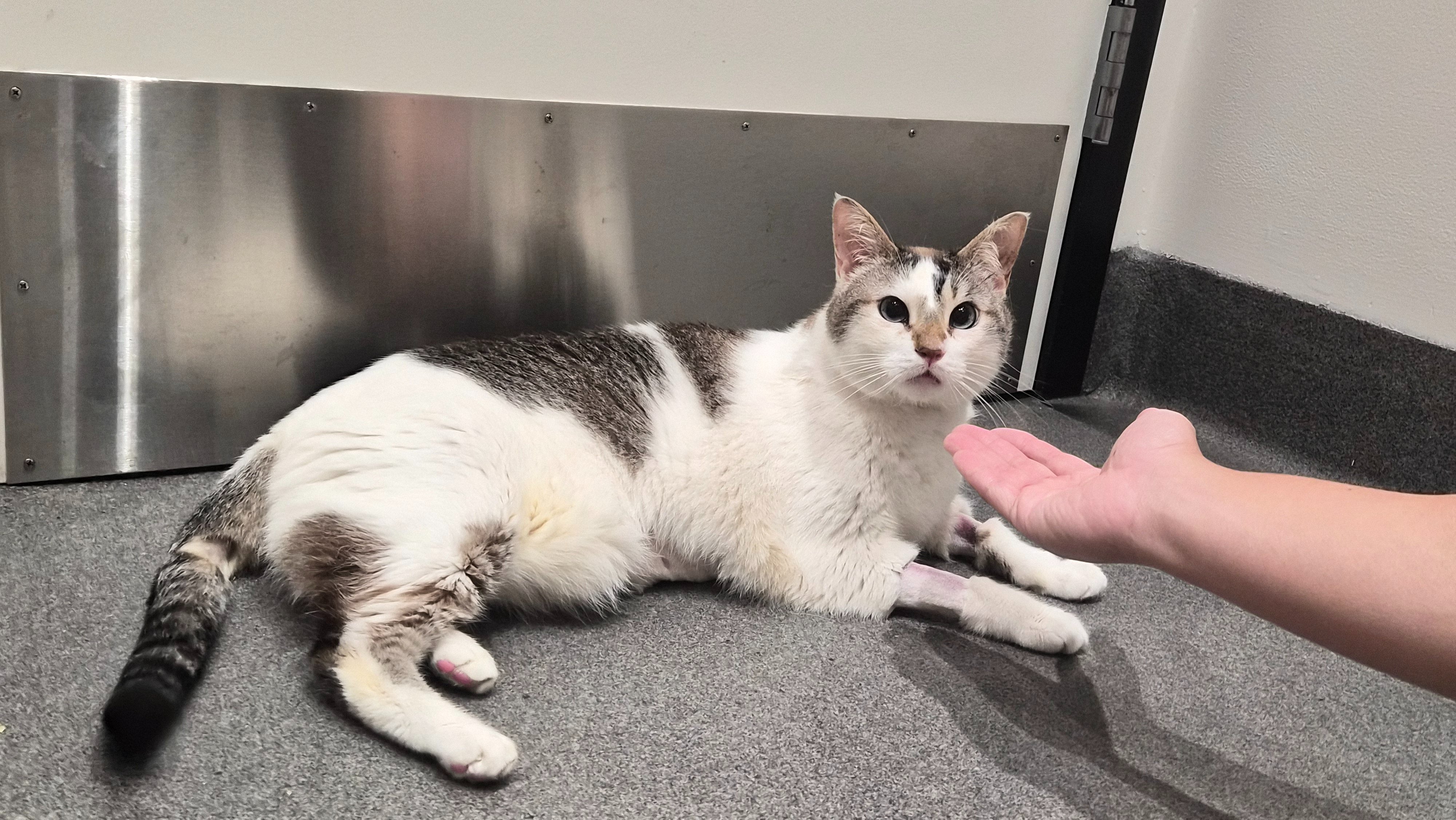 Every Donation Helps Purrcy's Vet Bills campaign photo, 2 of 7