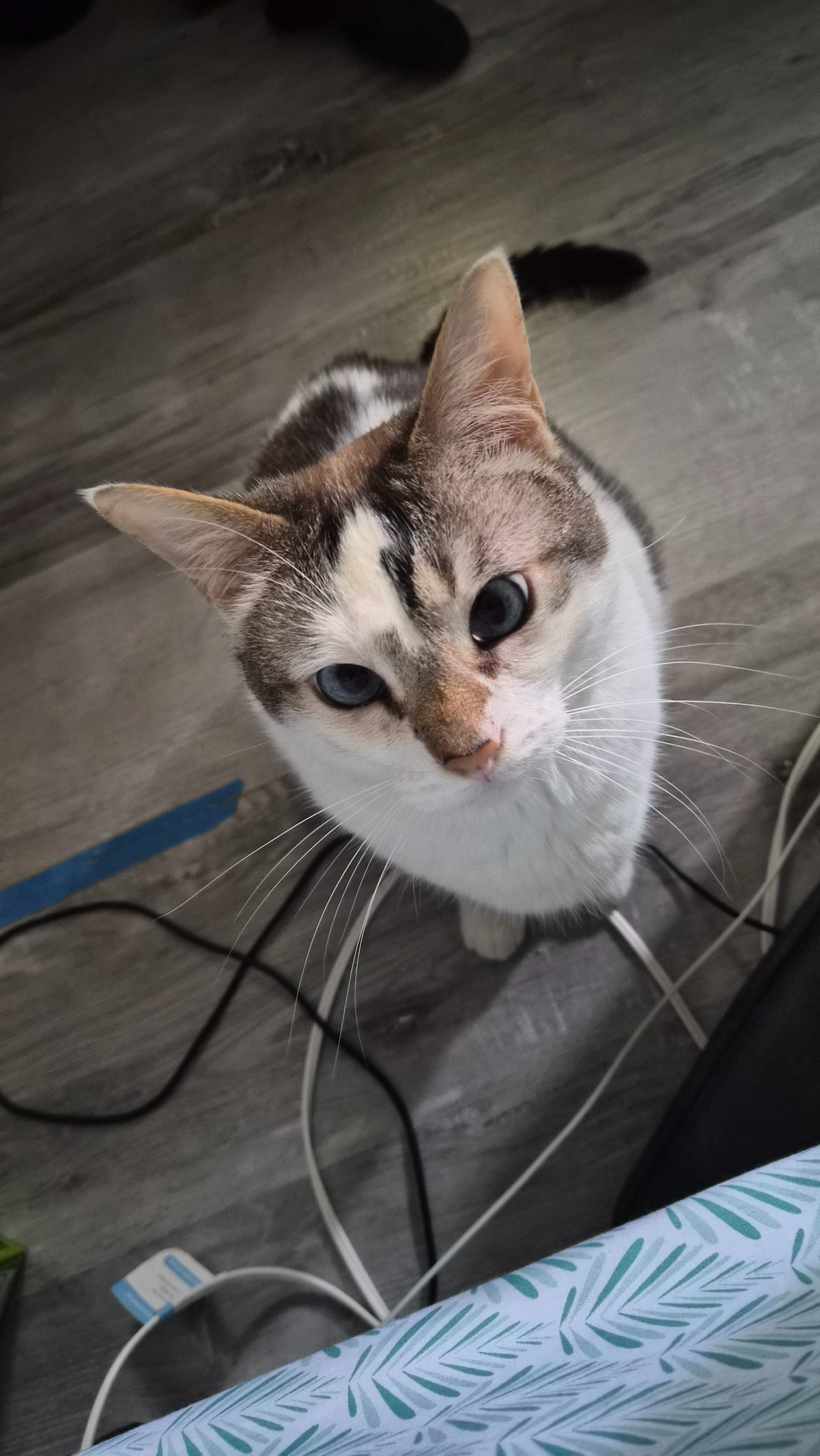 Every Donation Helps Purrcy's Vet Bills campaign photo, 6 of 7