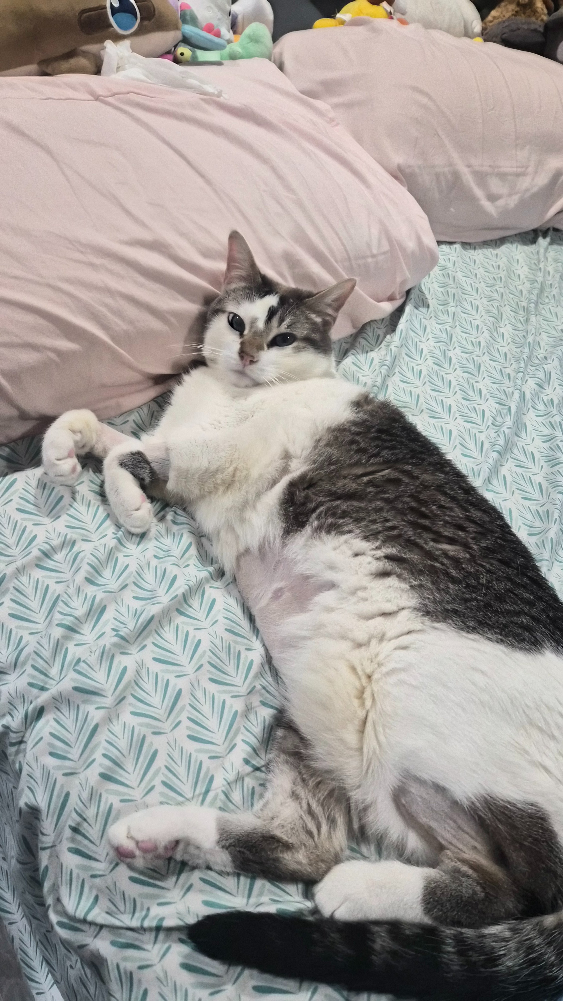 Every Donation Helps Purrcy's Vet Bills campaign photo, 4 of 7