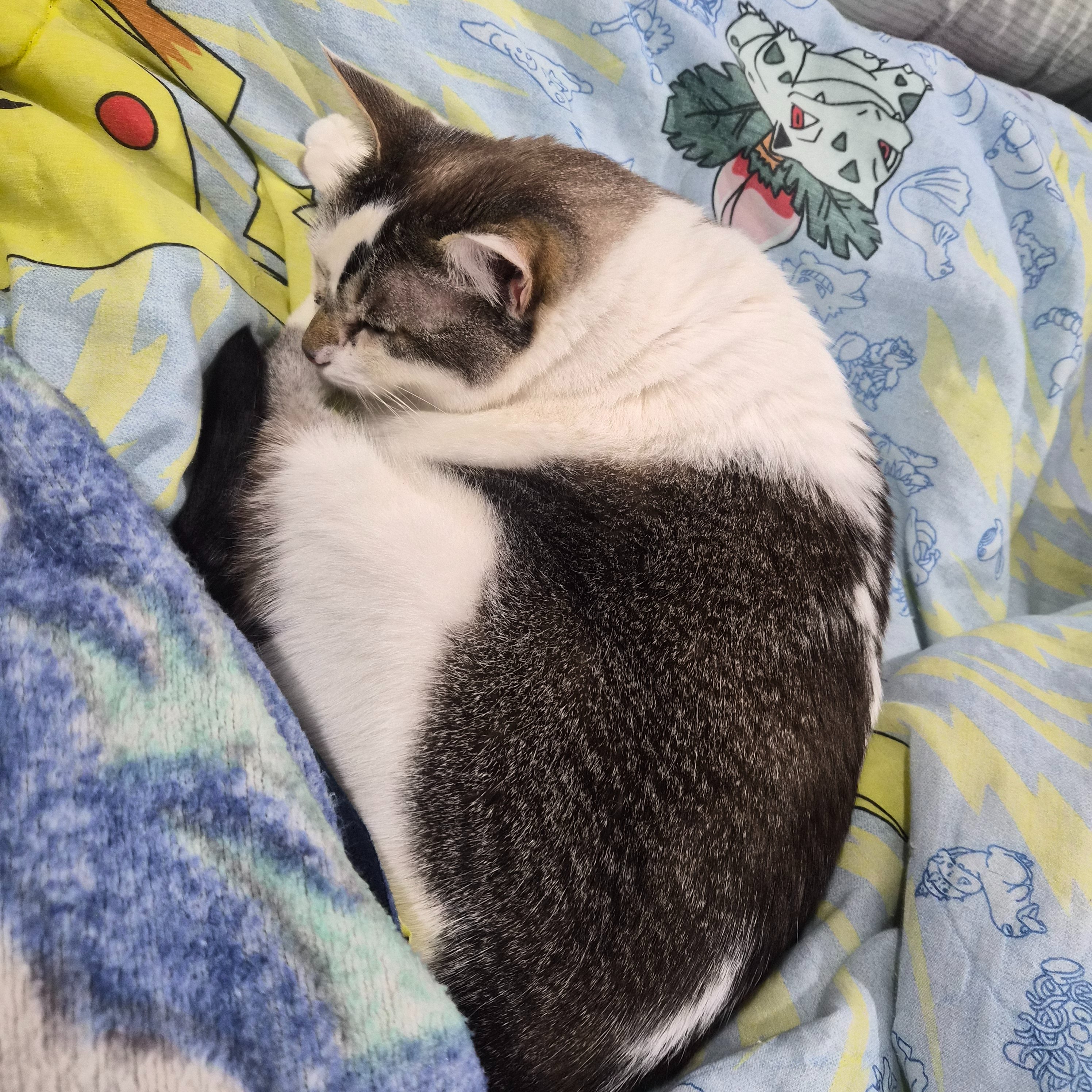 Every Donation Helps Purrcy's Vet Bills campaign photo, 5 of 7