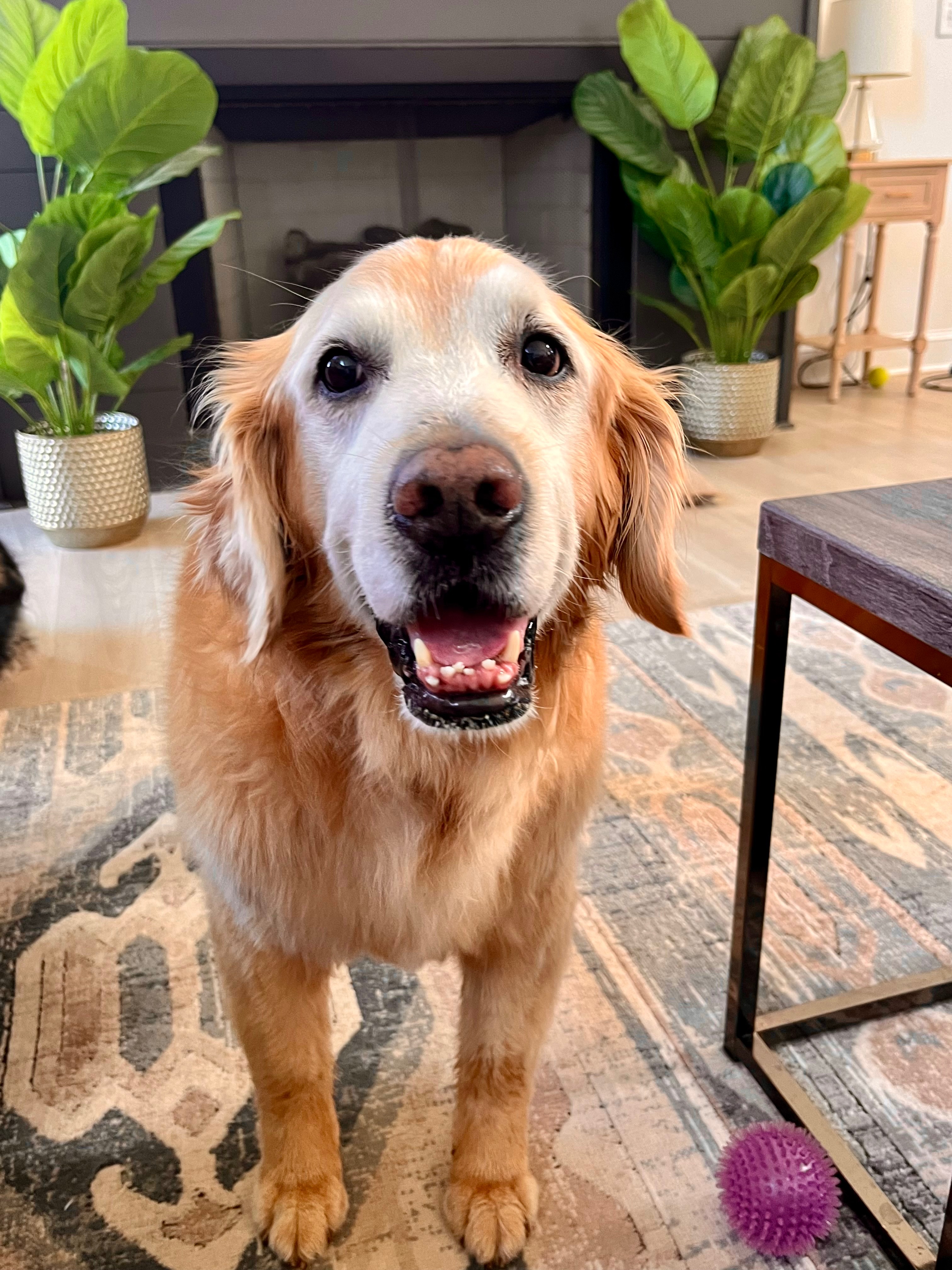Help Cooper recover after coyote attack campaign photo, 10 of 11