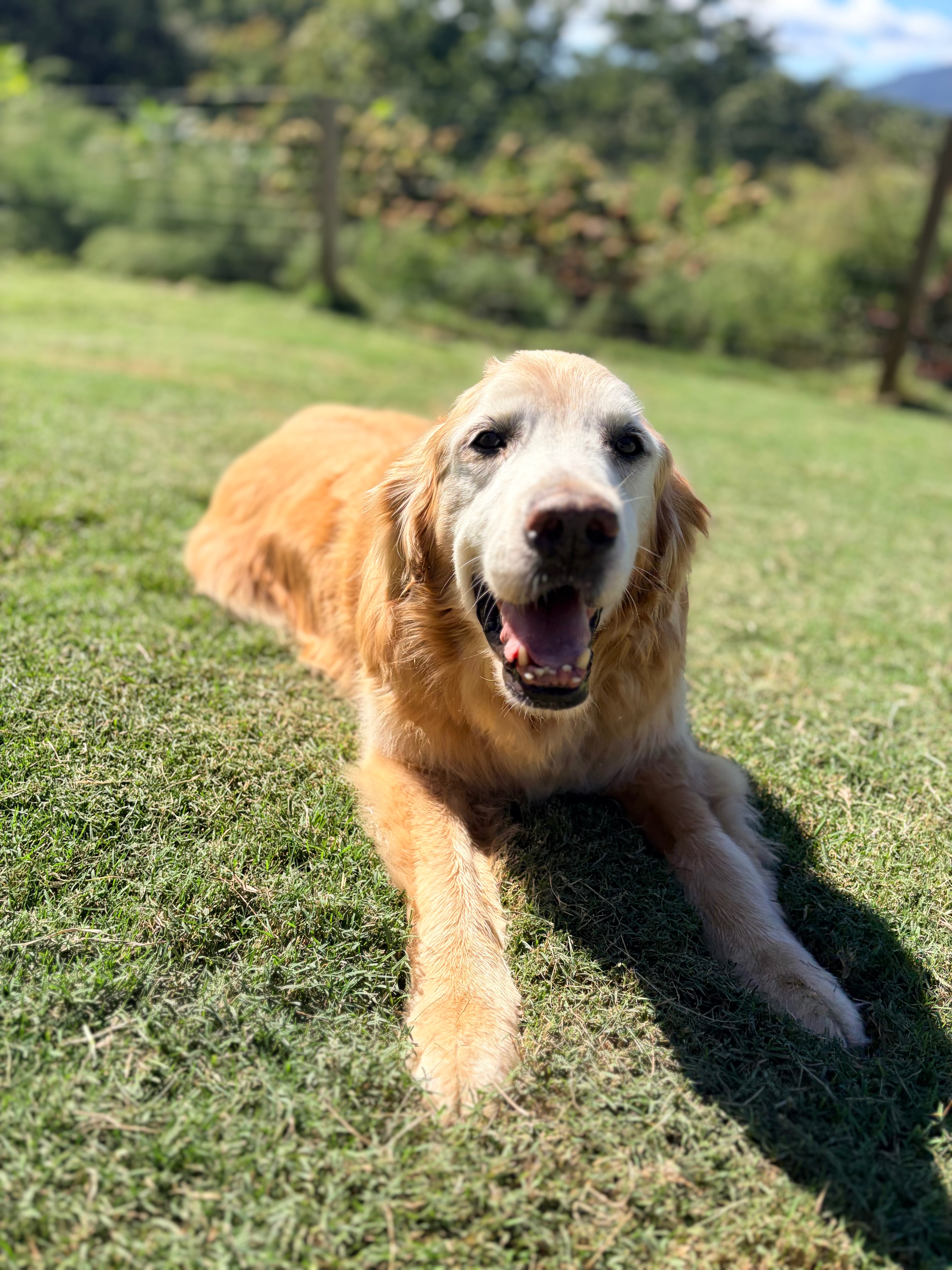 Help Cooper recover after coyote attack campaign photo, 2 of 11