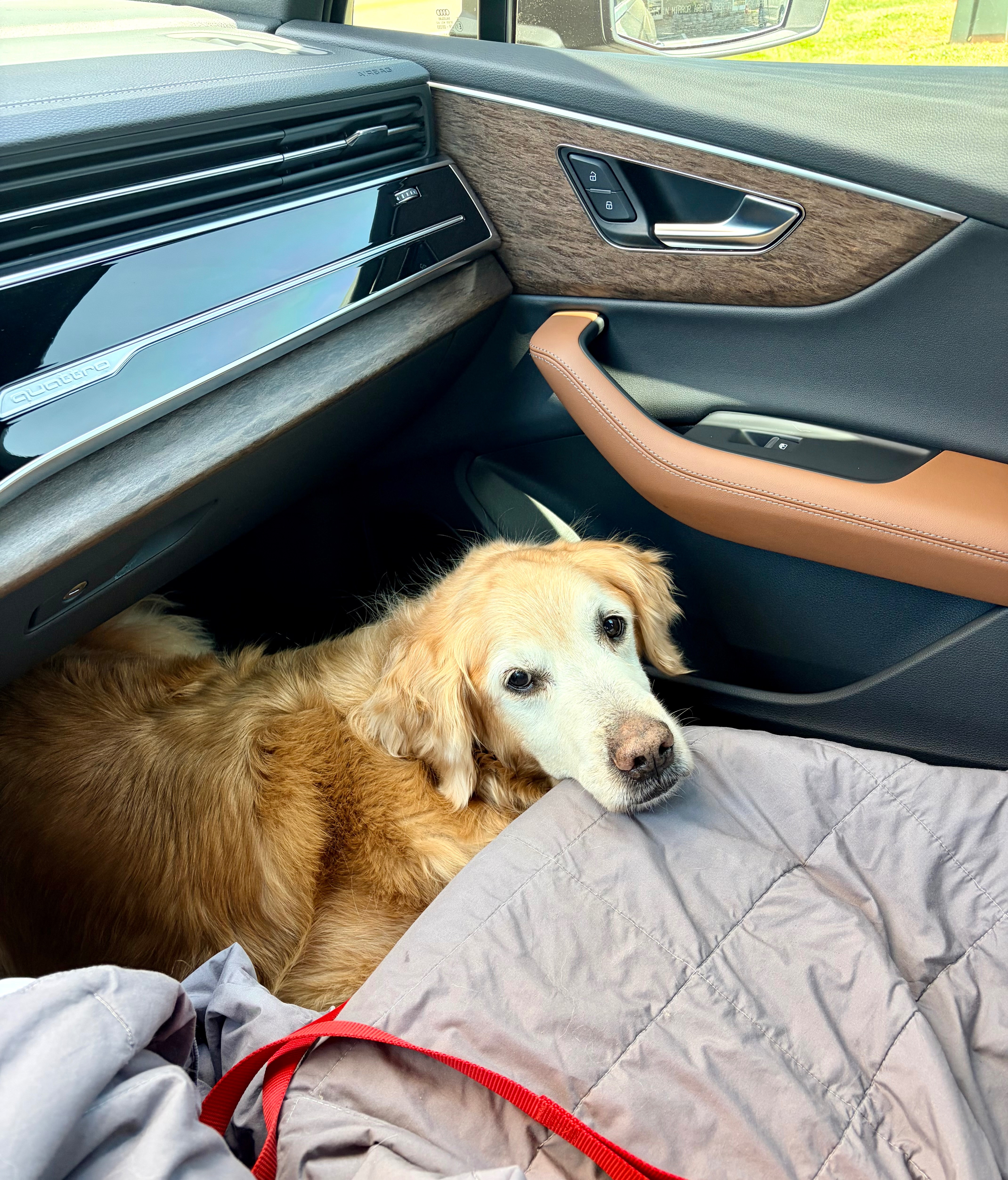 Help Cooper recover after coyote attack campaign photo, 5 of 11